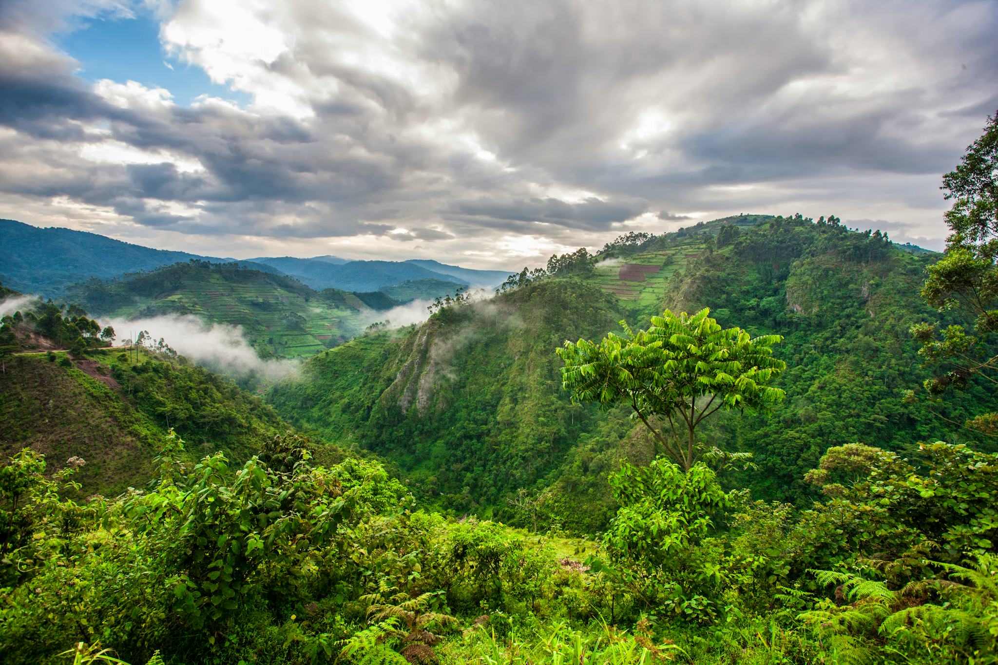 Bwindi Impenetrable National Park