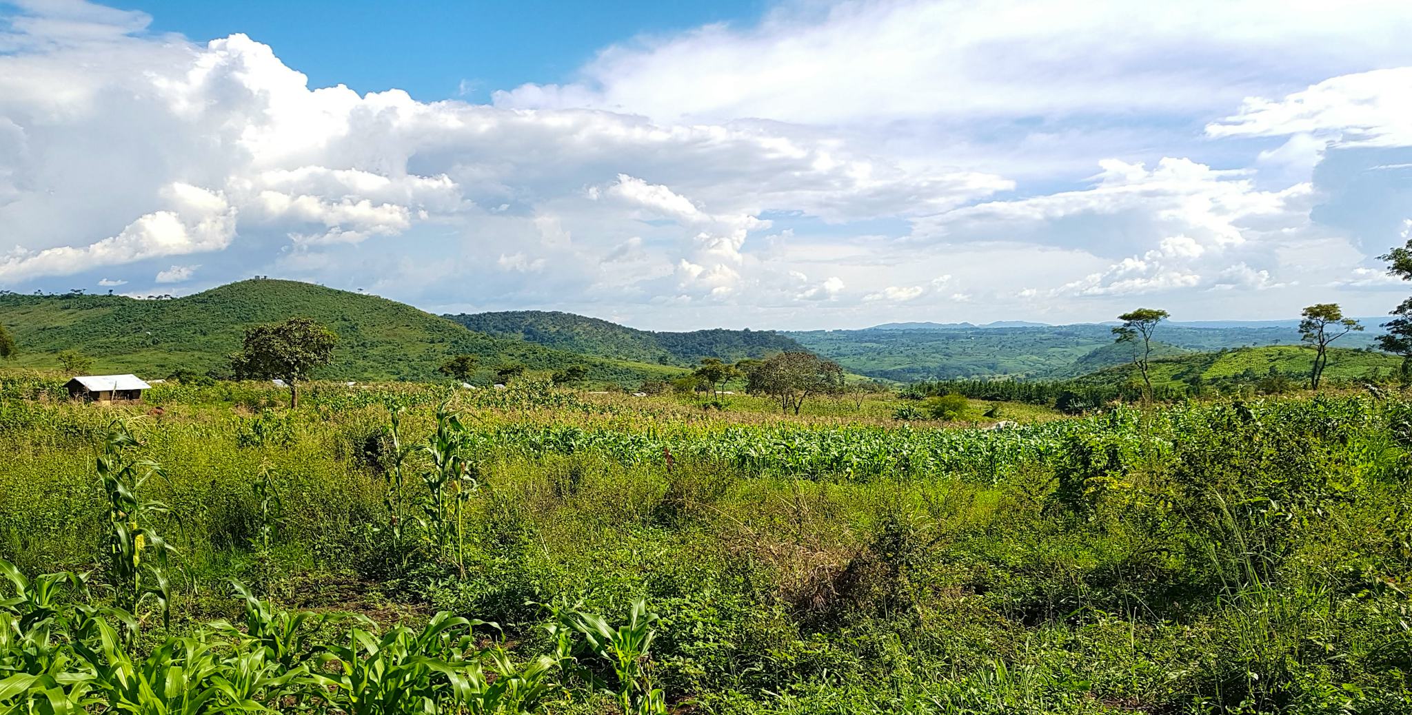 Camp Ndegeya Skulpturenpark