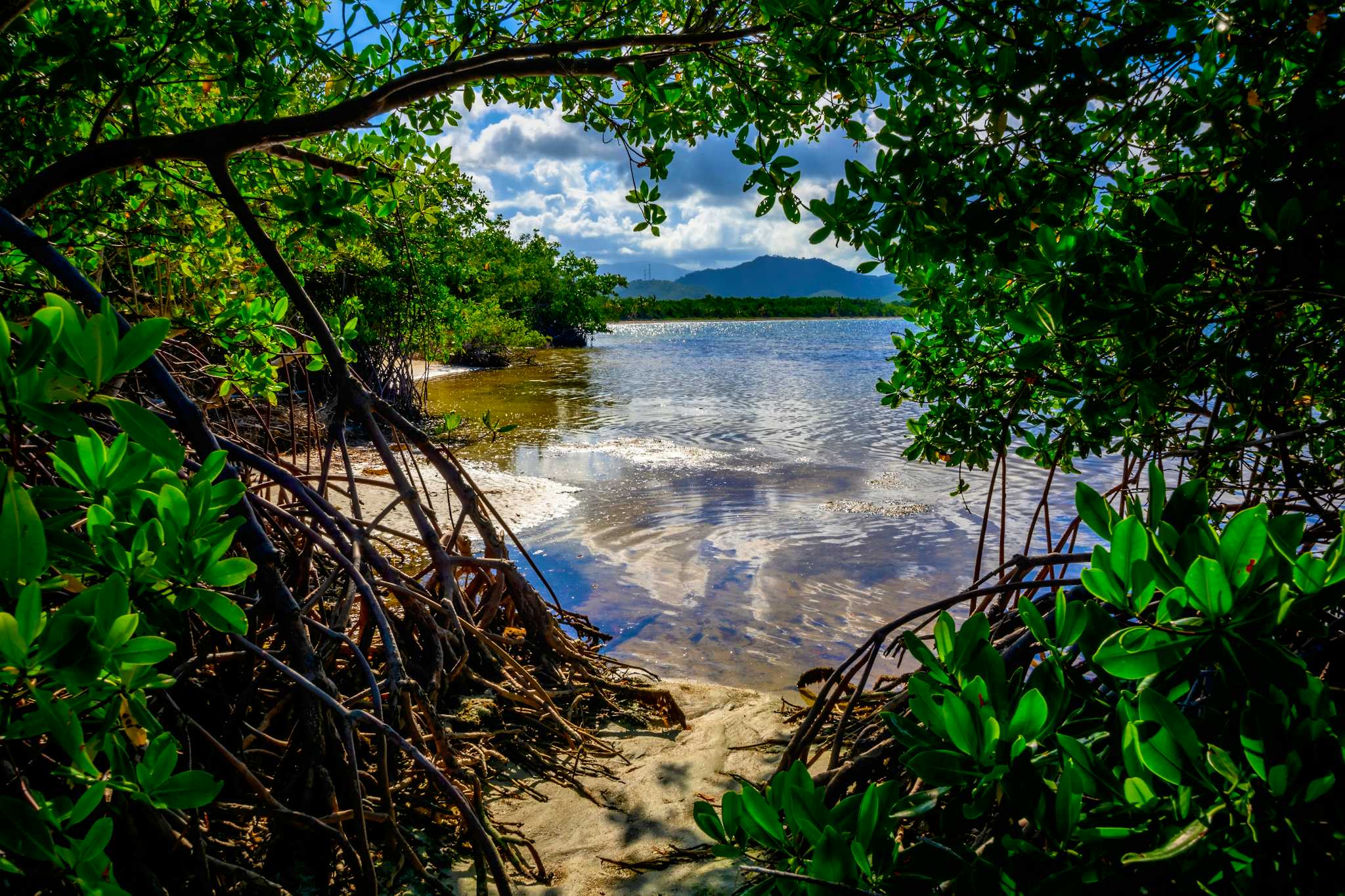 Ceiba