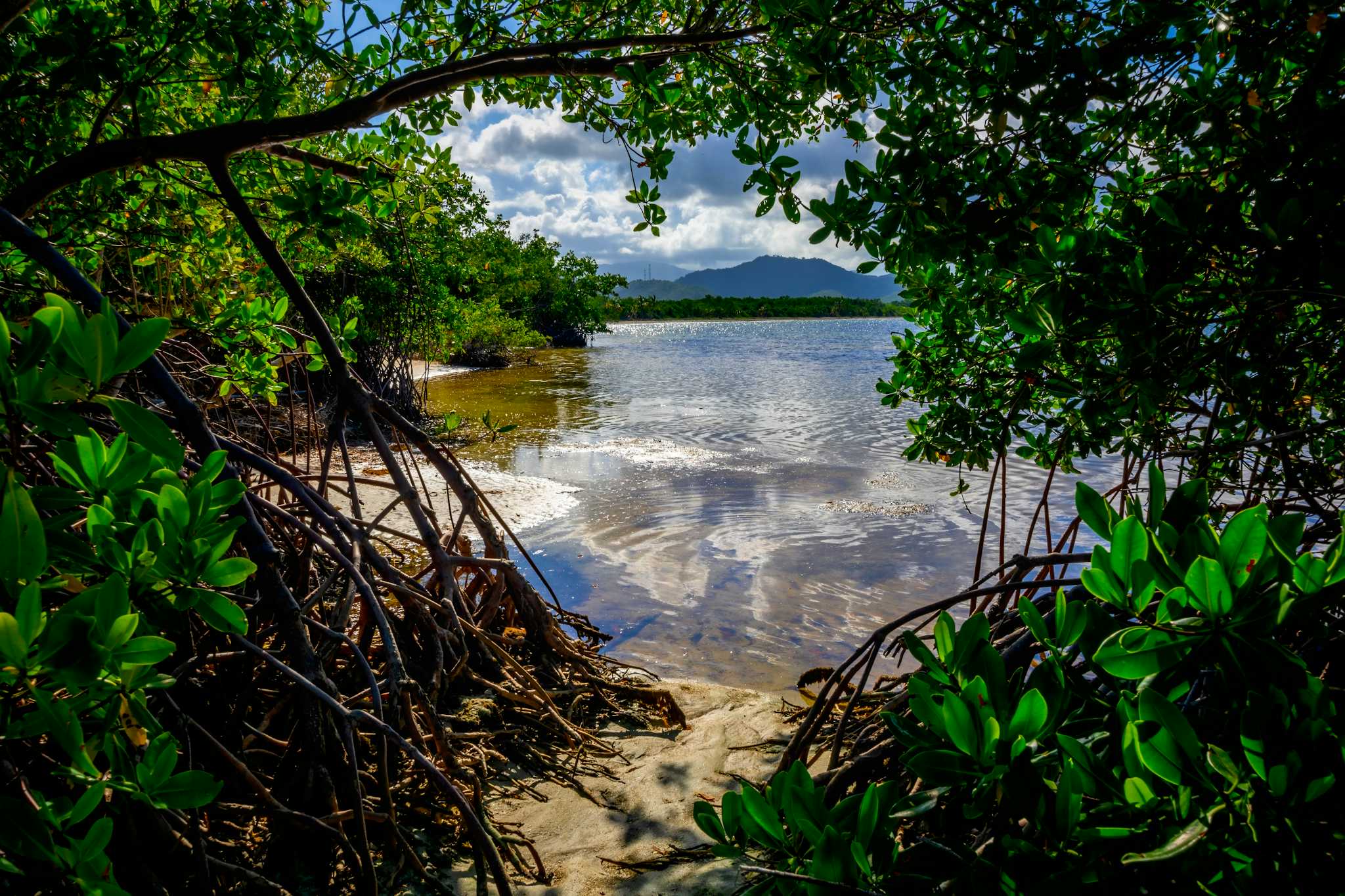 Ceiba