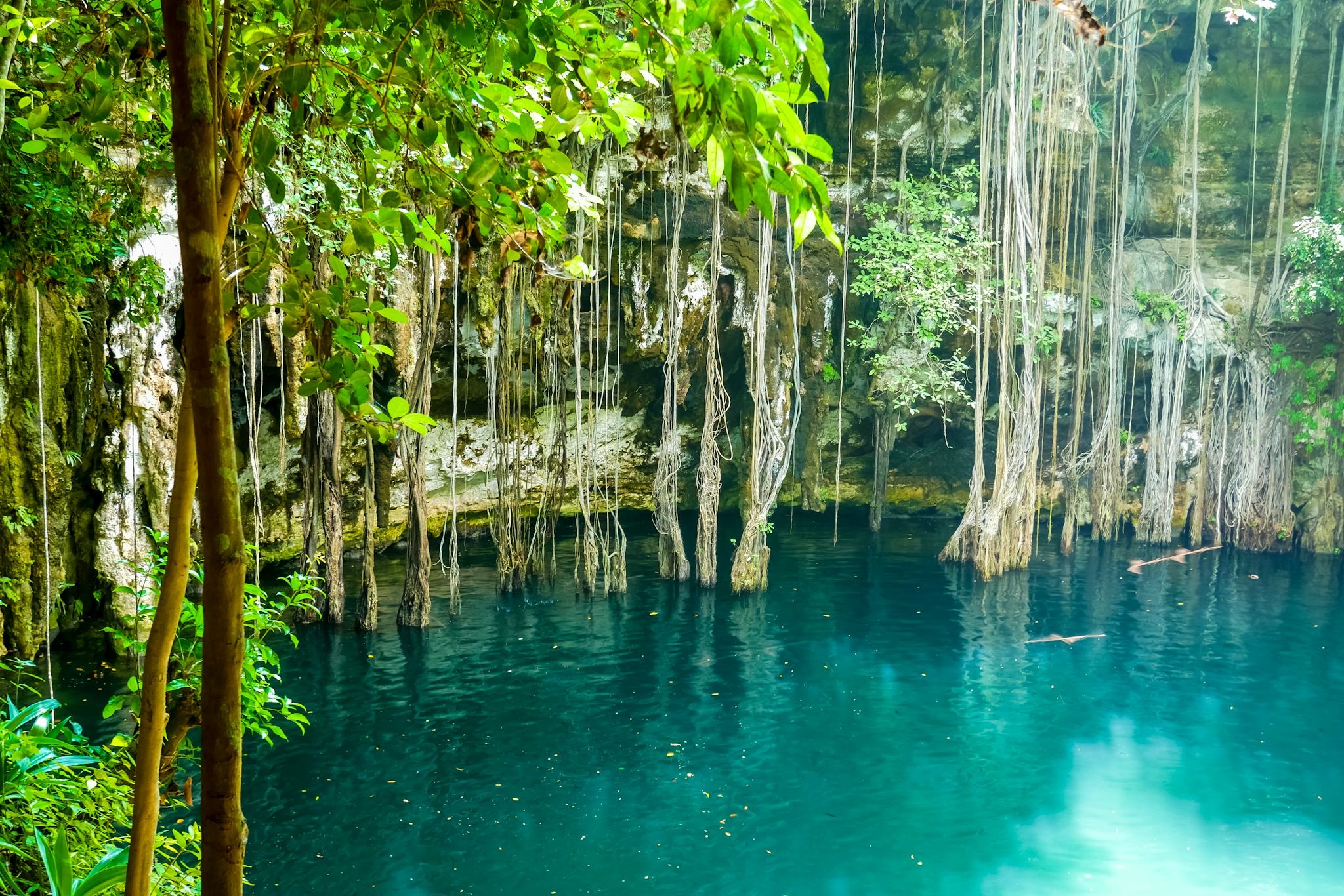 Cenote Yokdzonot para Tulum