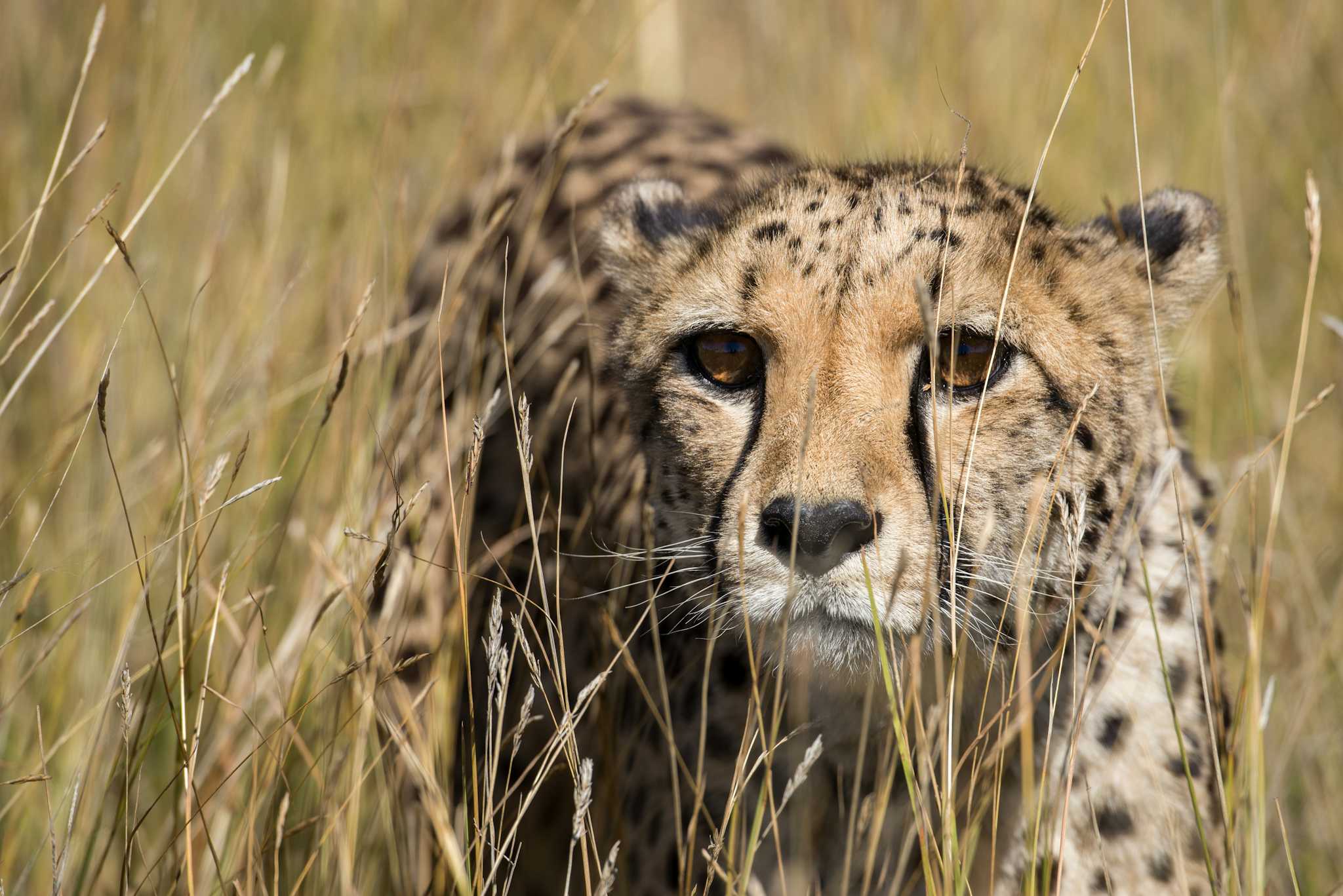 Cheetah Conservation Fund 