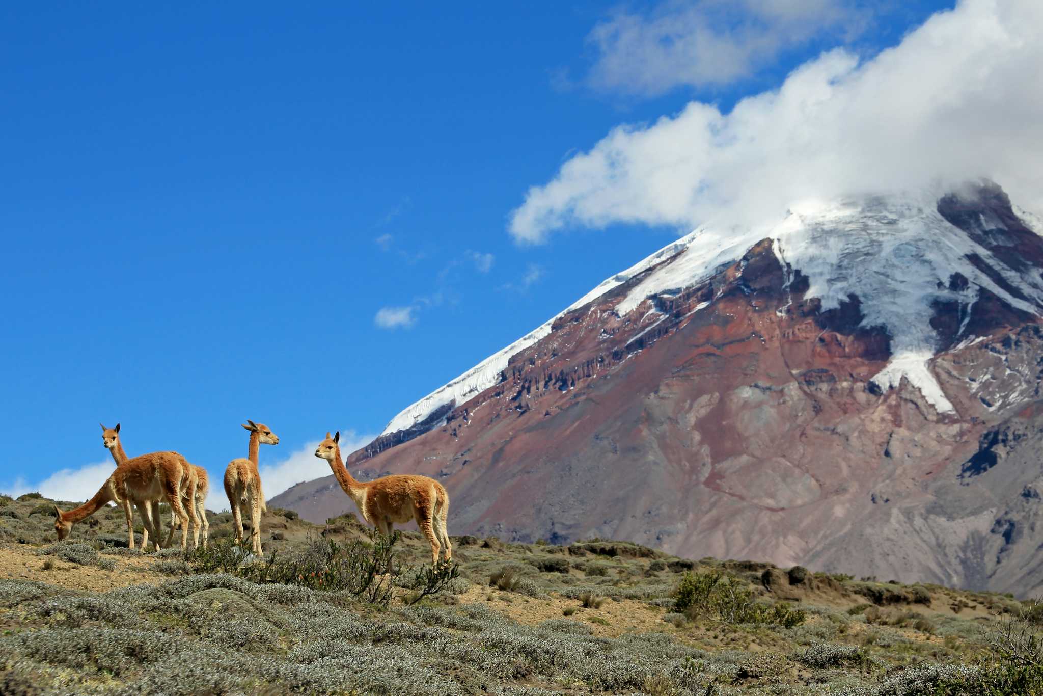 Chimborazo Wildlife Reserve