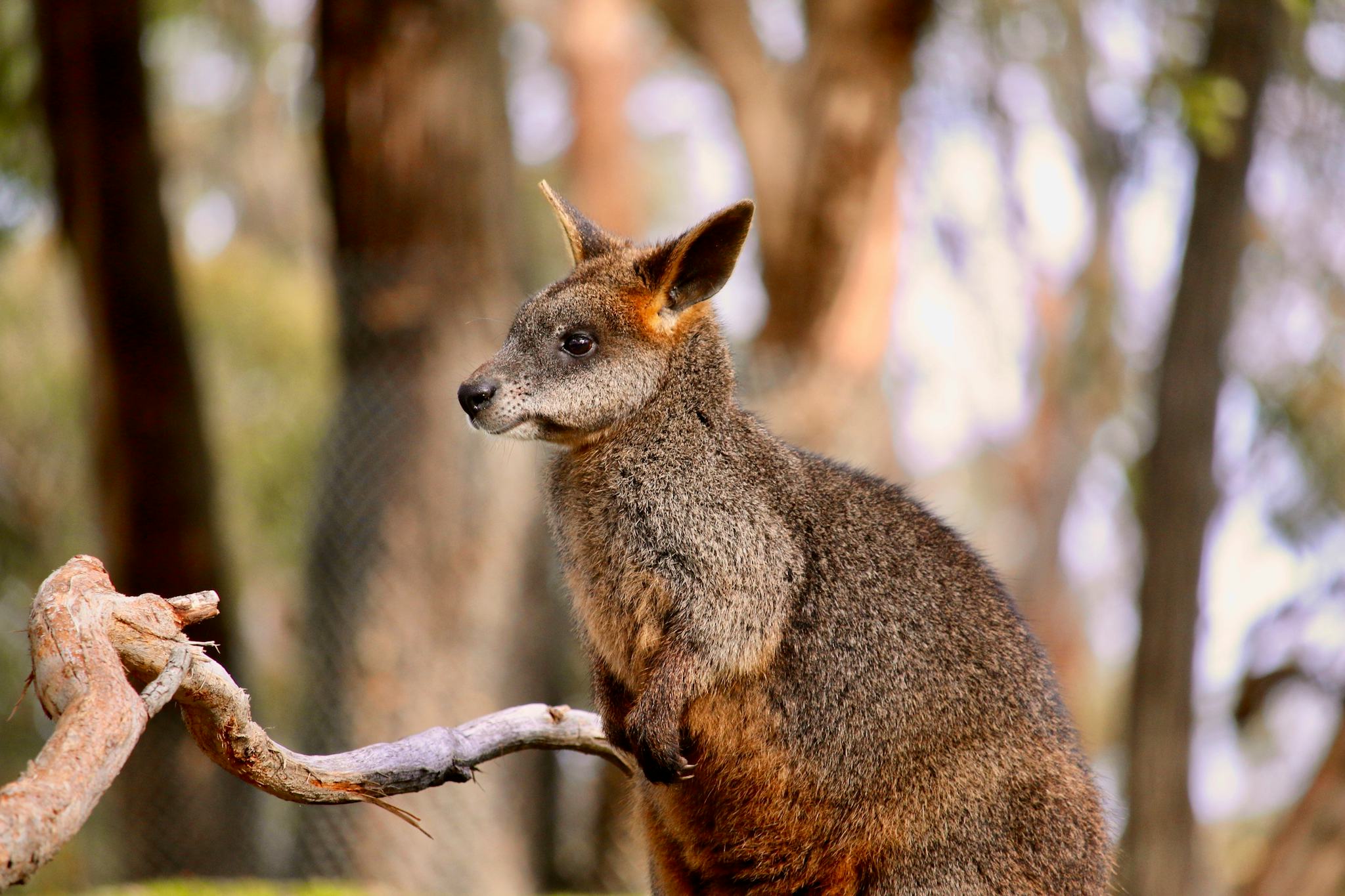 Cleland Wildlife Park