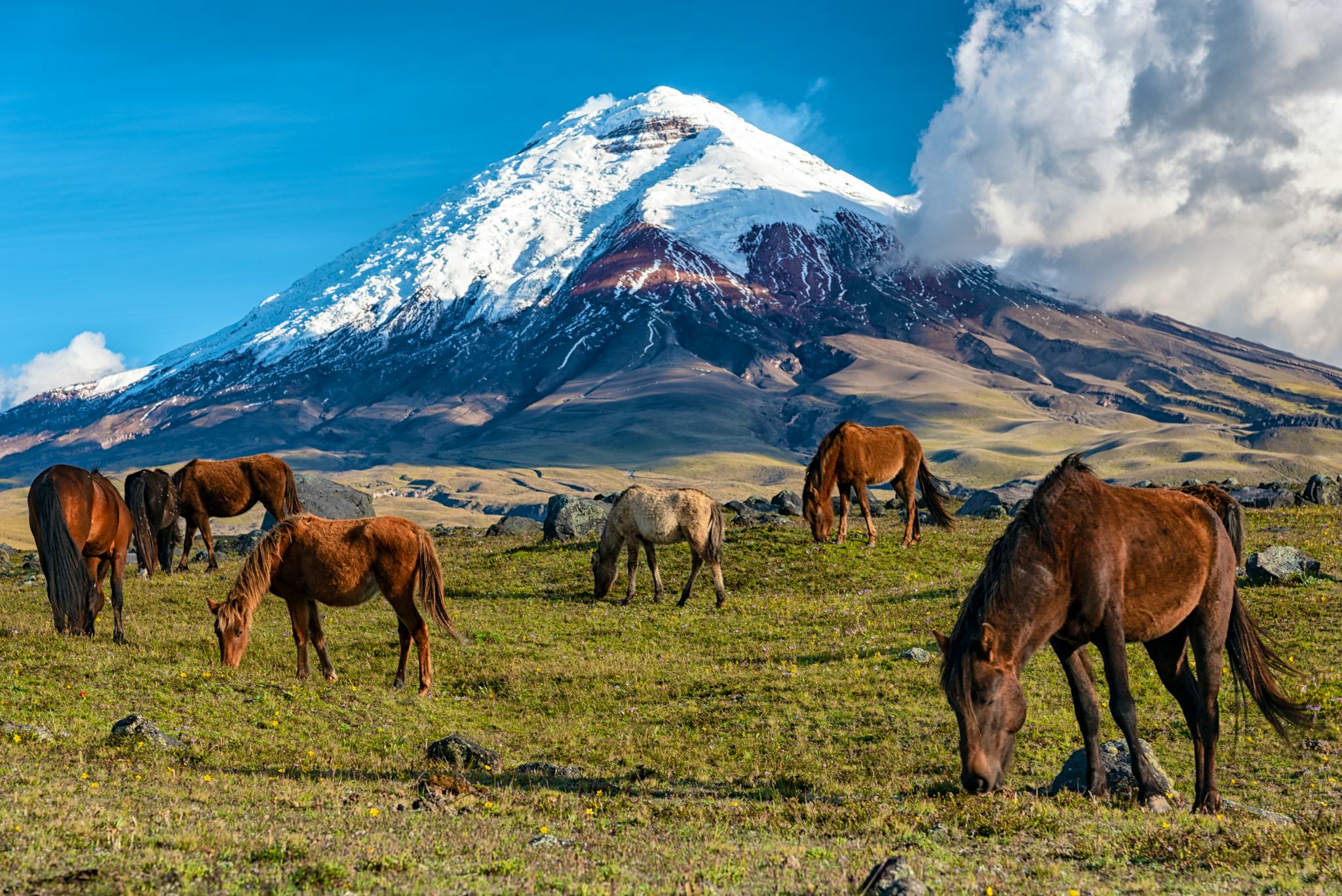 Cotopaxi National Park