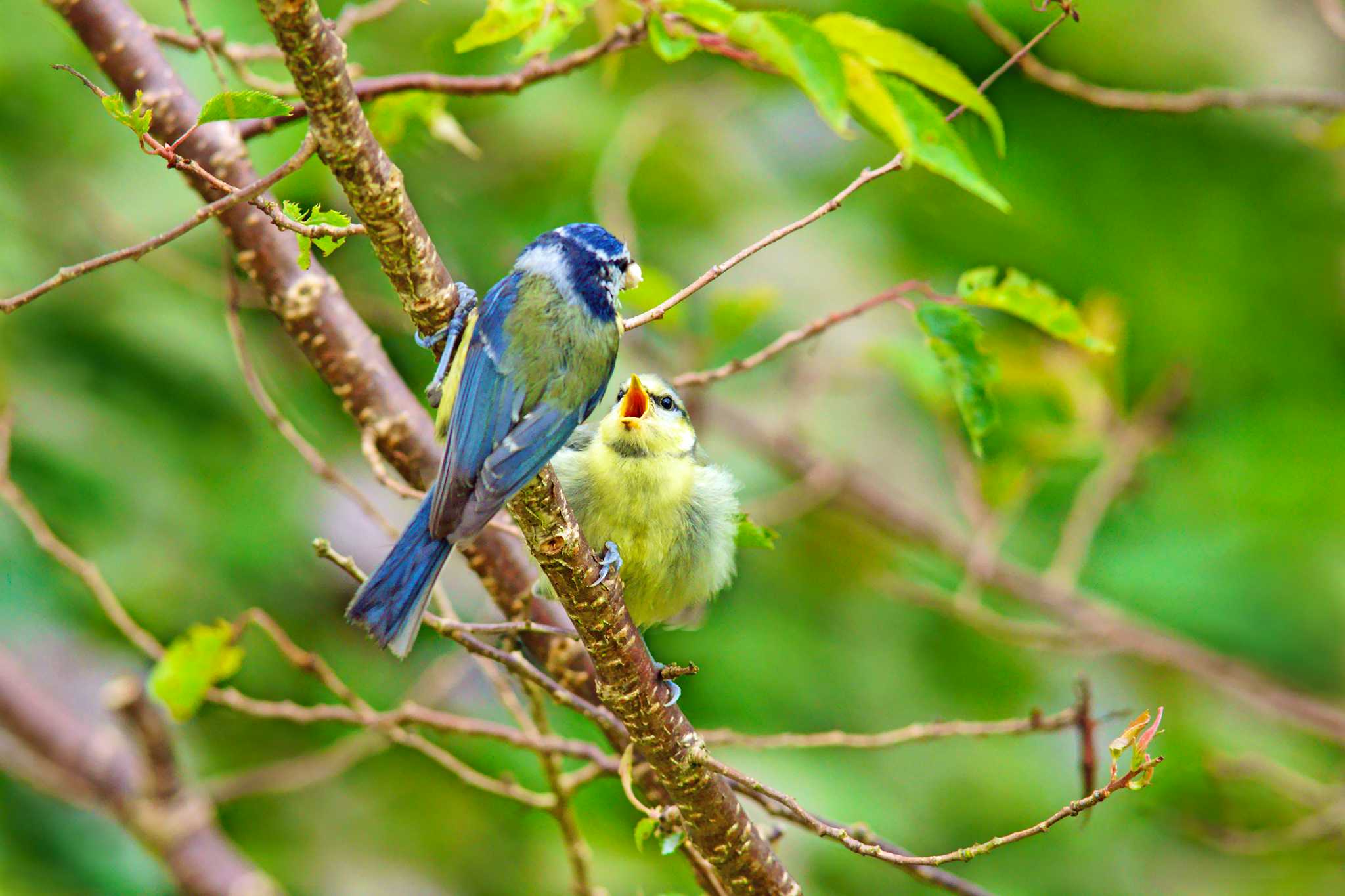 Cotswold Wildlife Park and Gardens