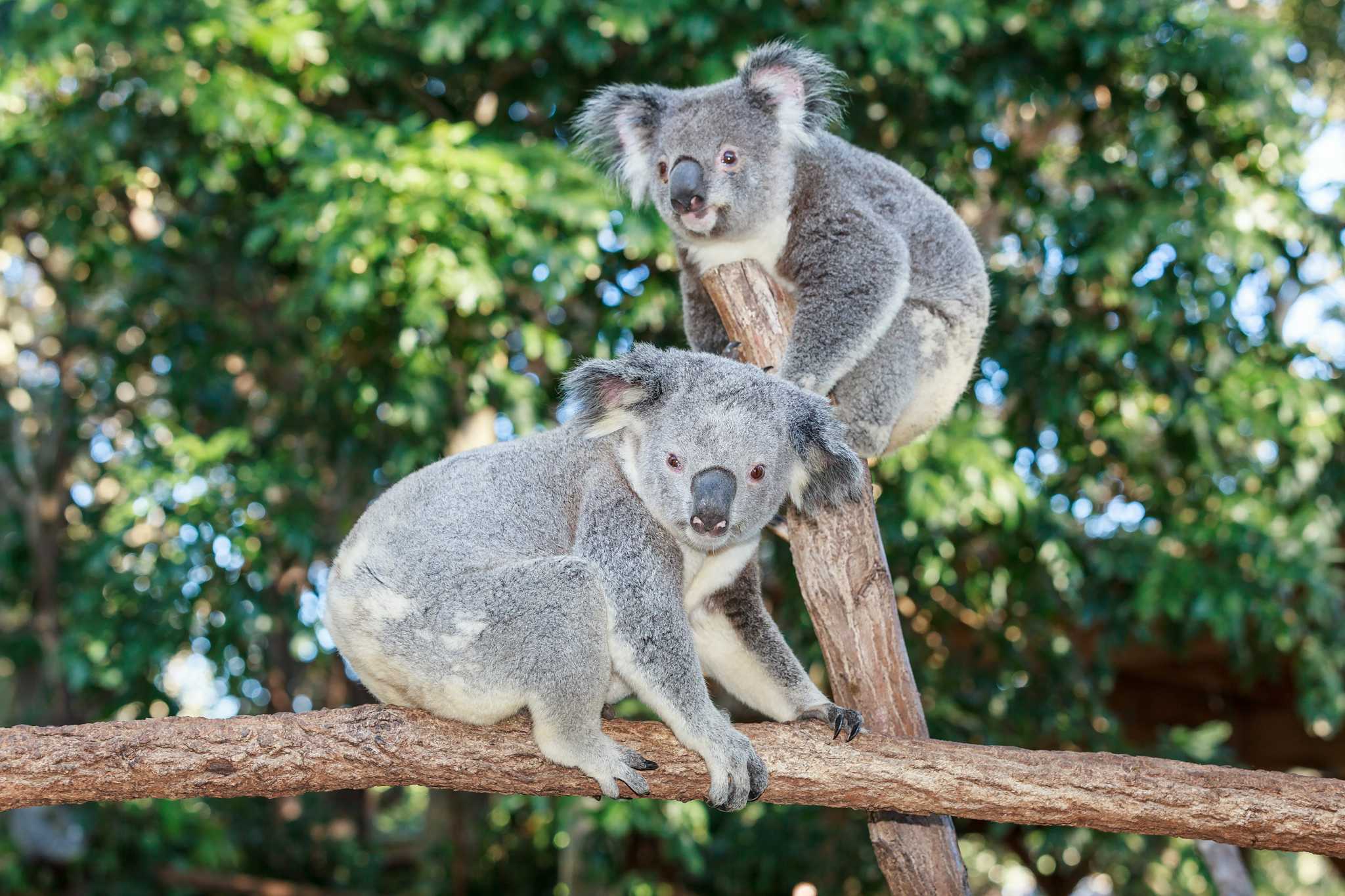 Currumbin Wildlife Sanctuary