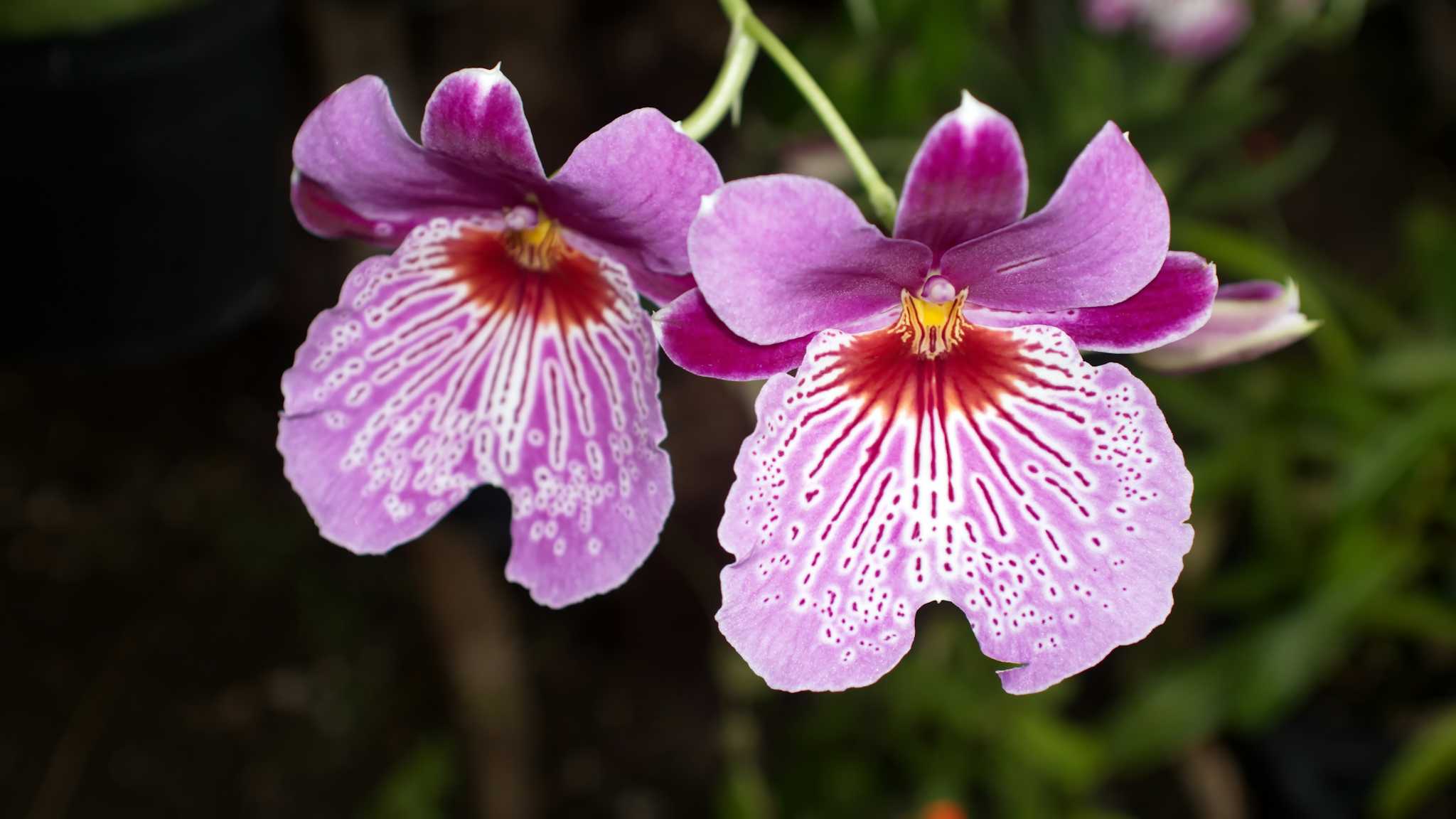 Ecuagenera Orchid Farm