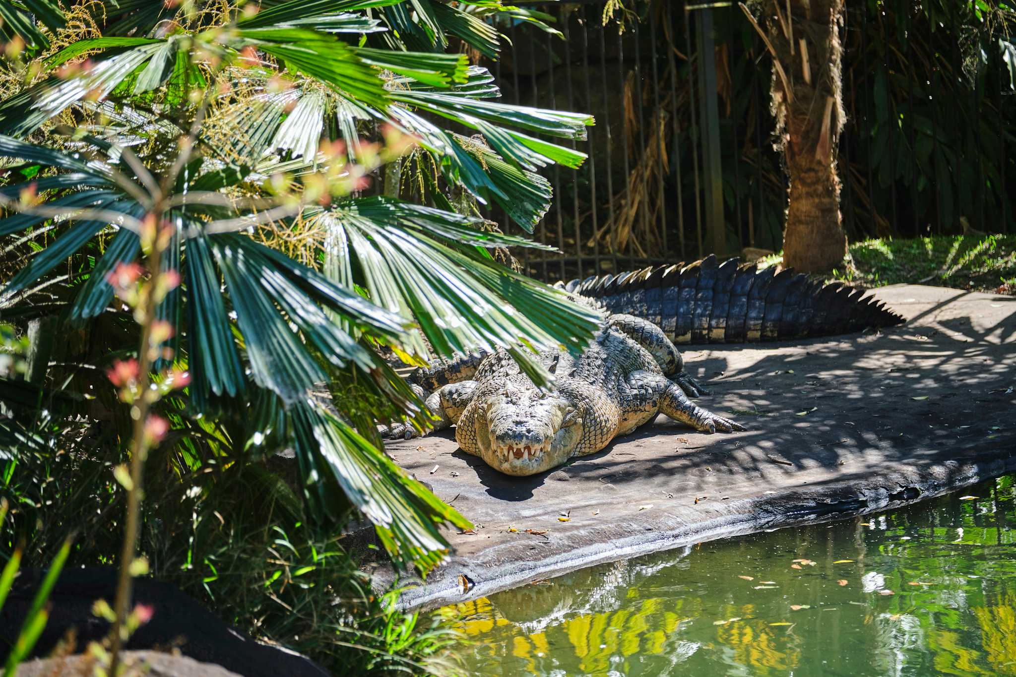 El Cora Crocodile Sanctuary