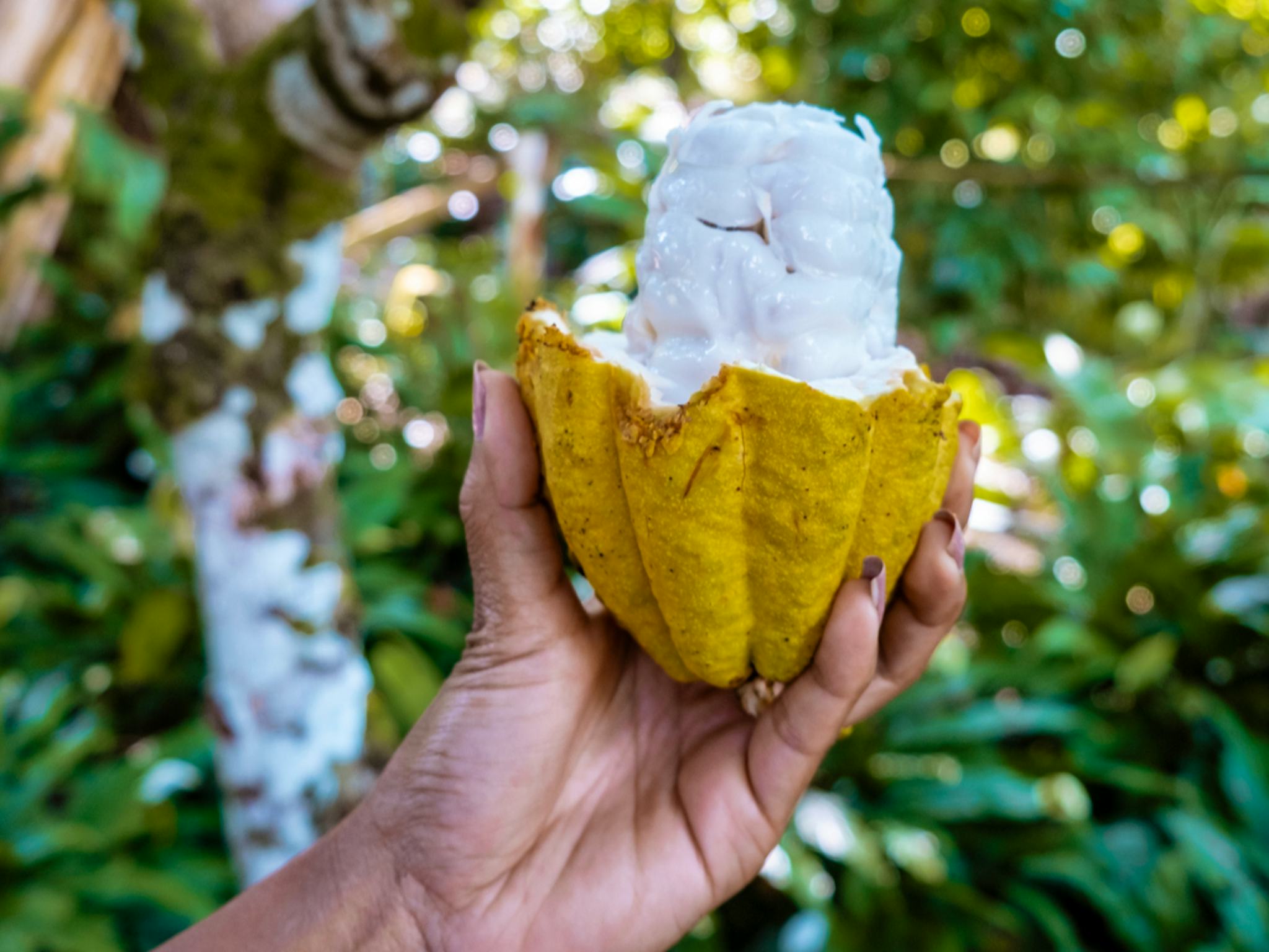 El Sendero del Cacao