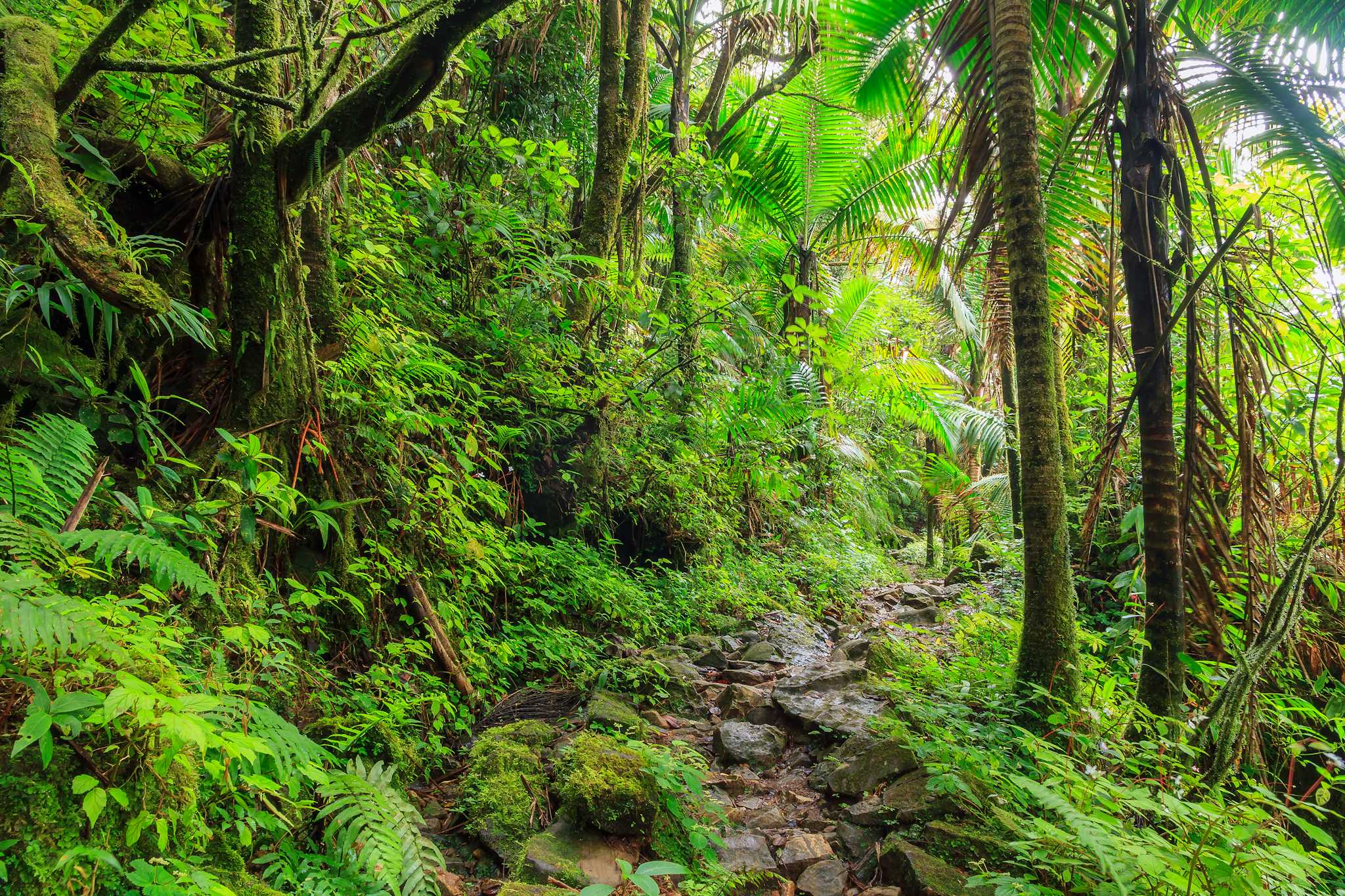 El Yunque National Forest - Angelito Trail