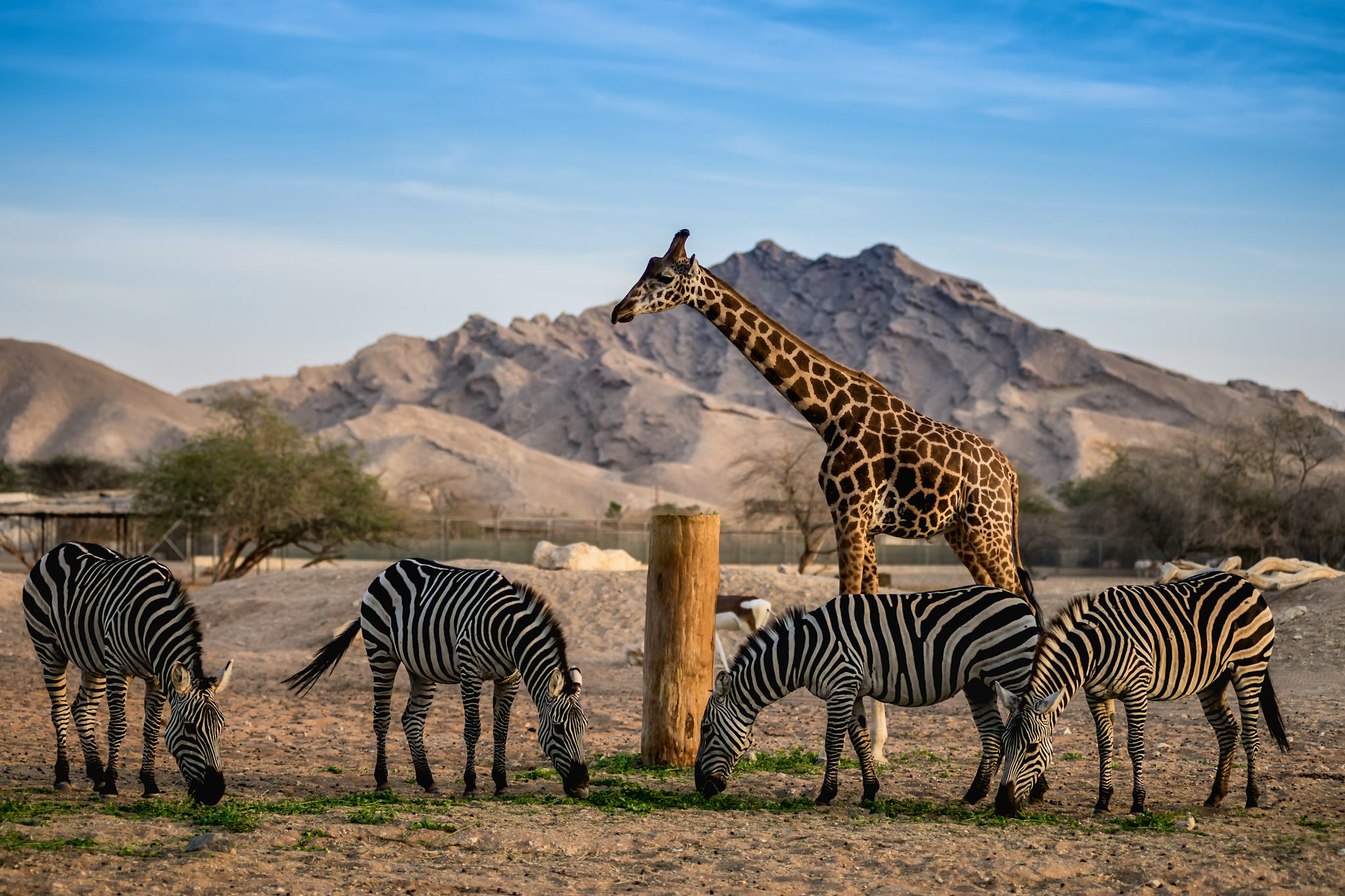 Abu Dhabi to Emirates Park Zoo and Al Ain: Private day trip