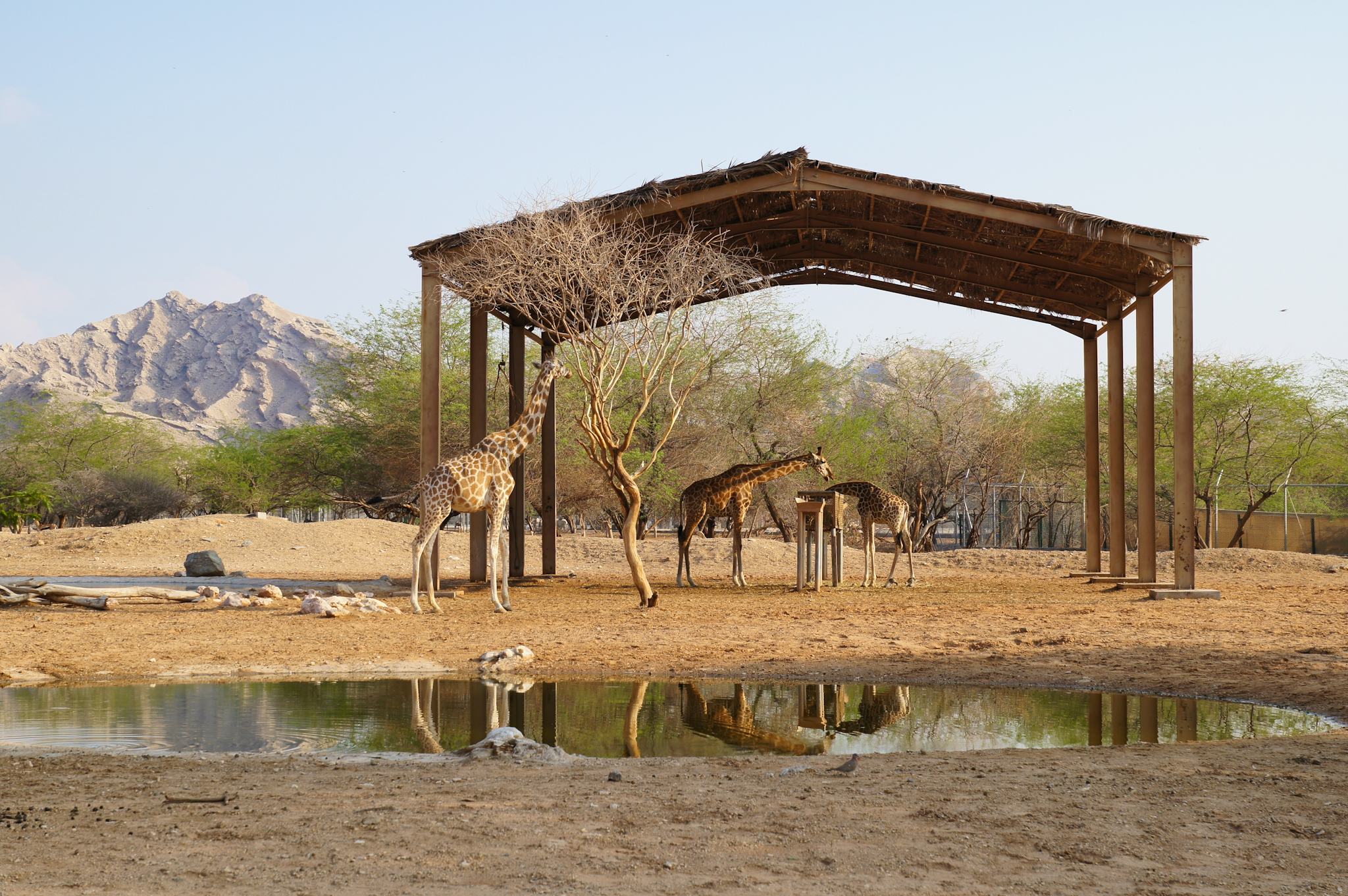 Emirates Park Zoo