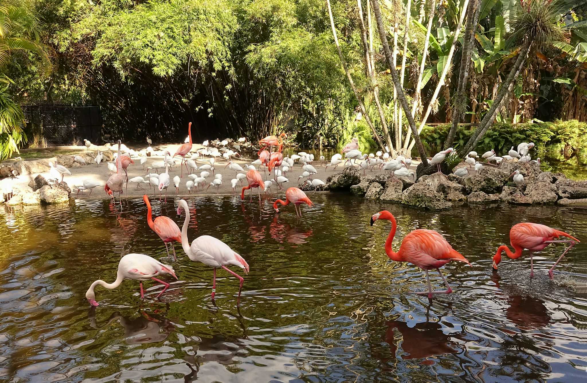 Flamingo Gardens