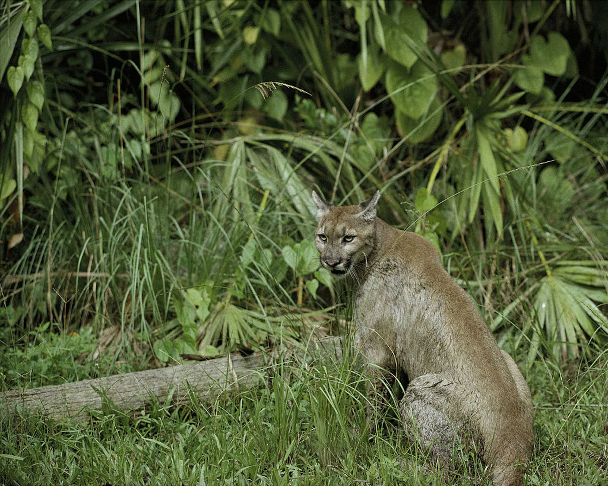 Florida Panther National Wildlife Refuge