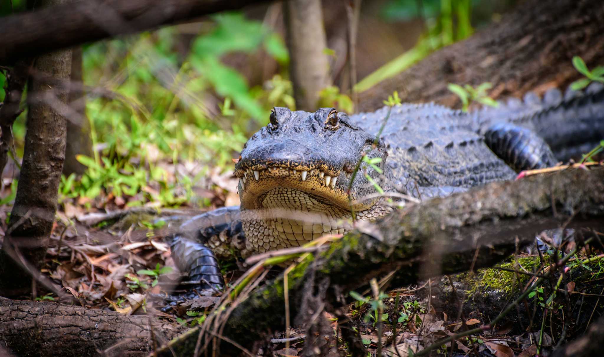 Gatorland