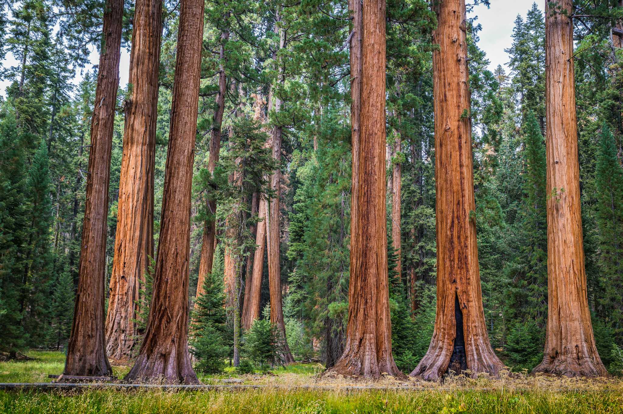 General Grant Tree Trail