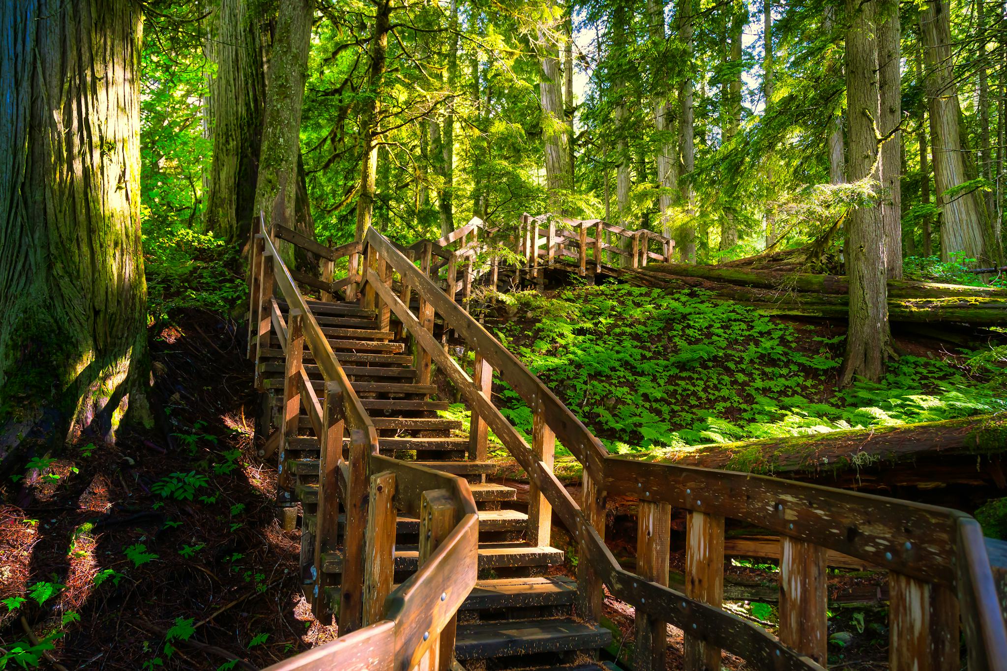 Sentier des Planches des Cèdres Géants