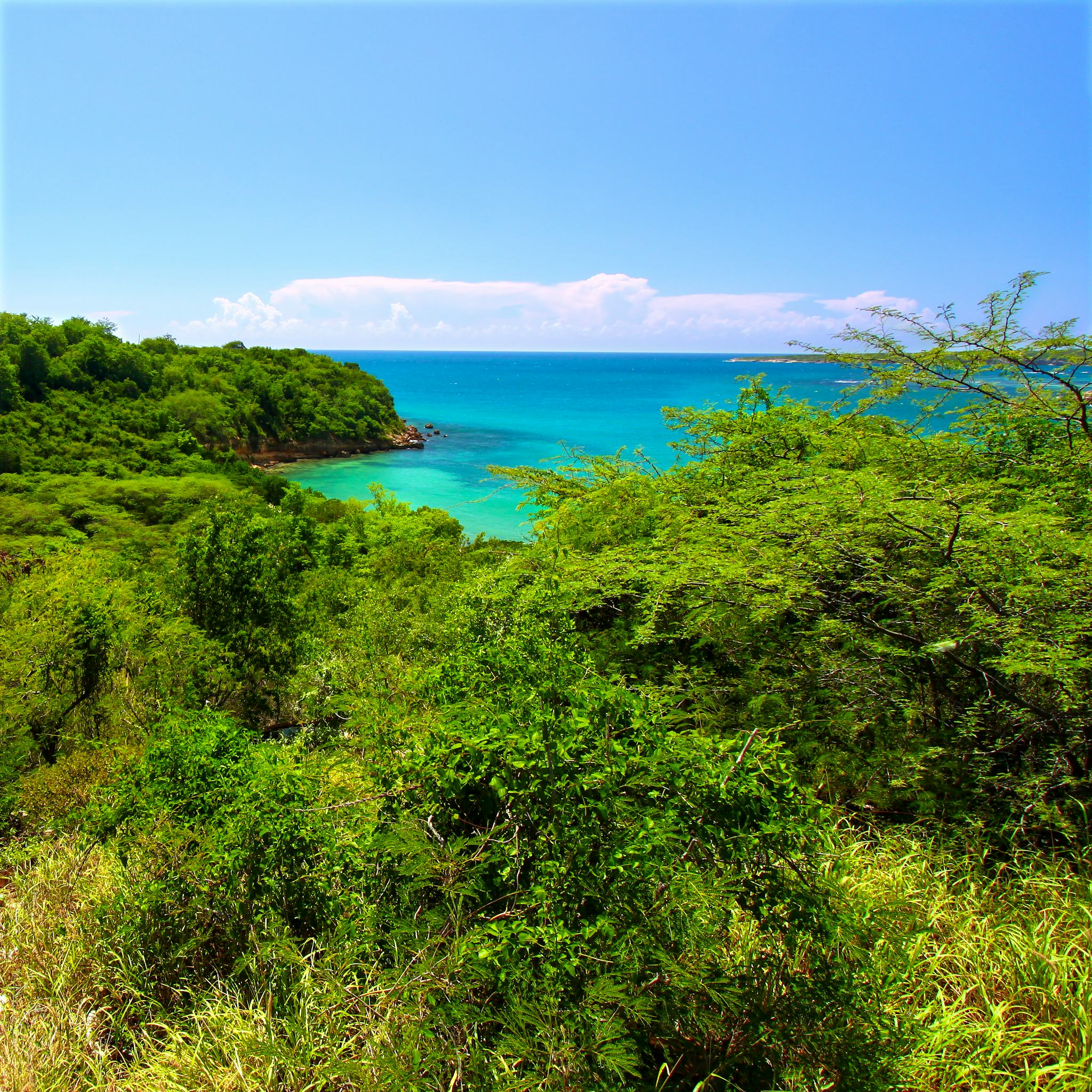 Guanica State Forest