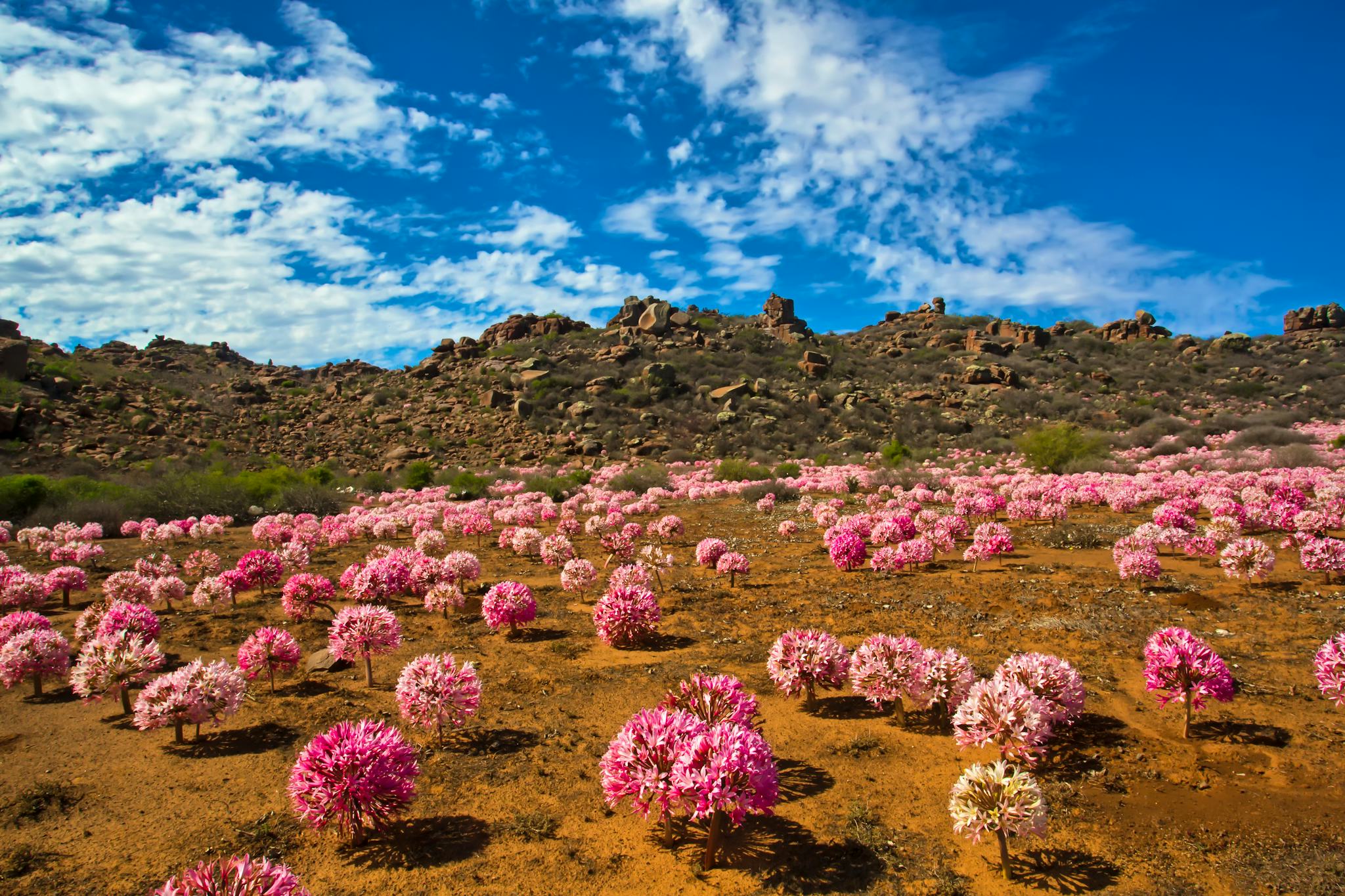 Hantam National Botanical Garden