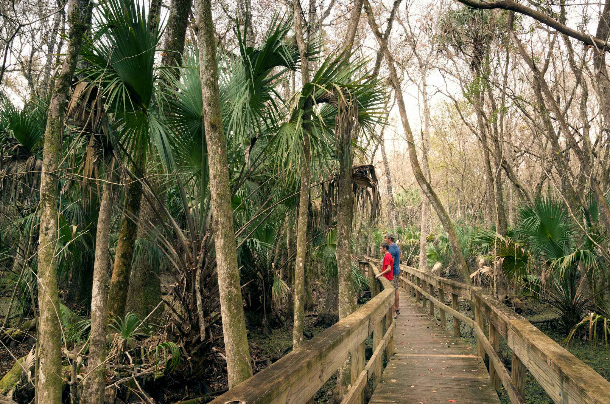 Highlands Hammock State Park