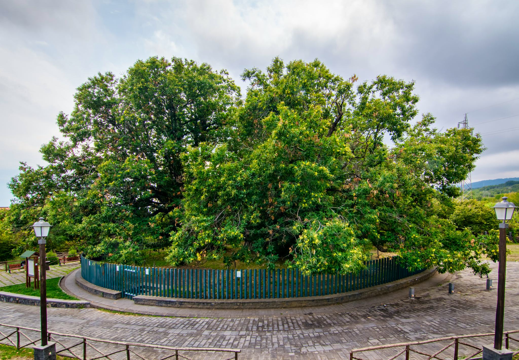 Hundred Horse Chestnut Tree
