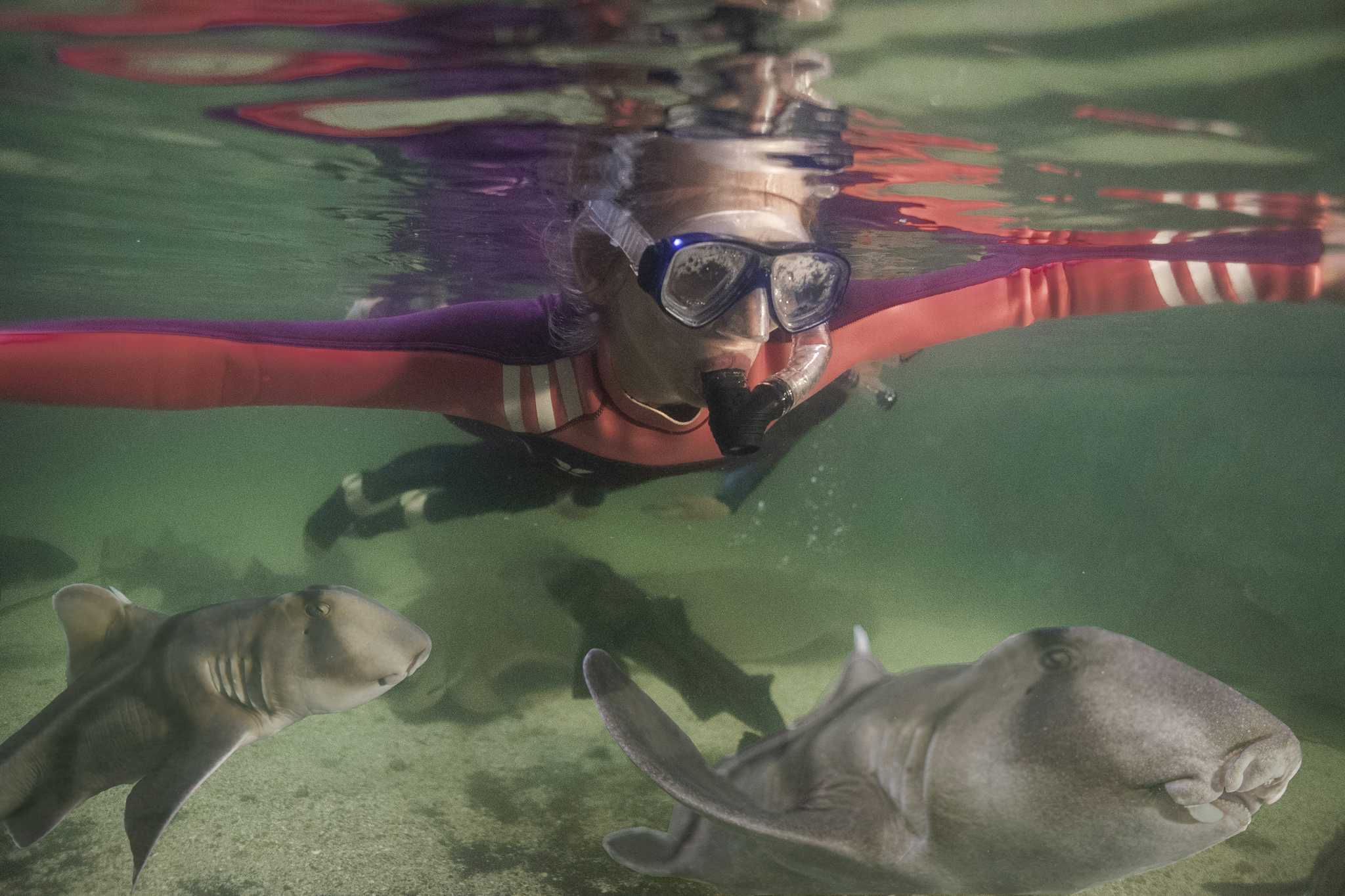 Irukandji Shark and Ray Encounters