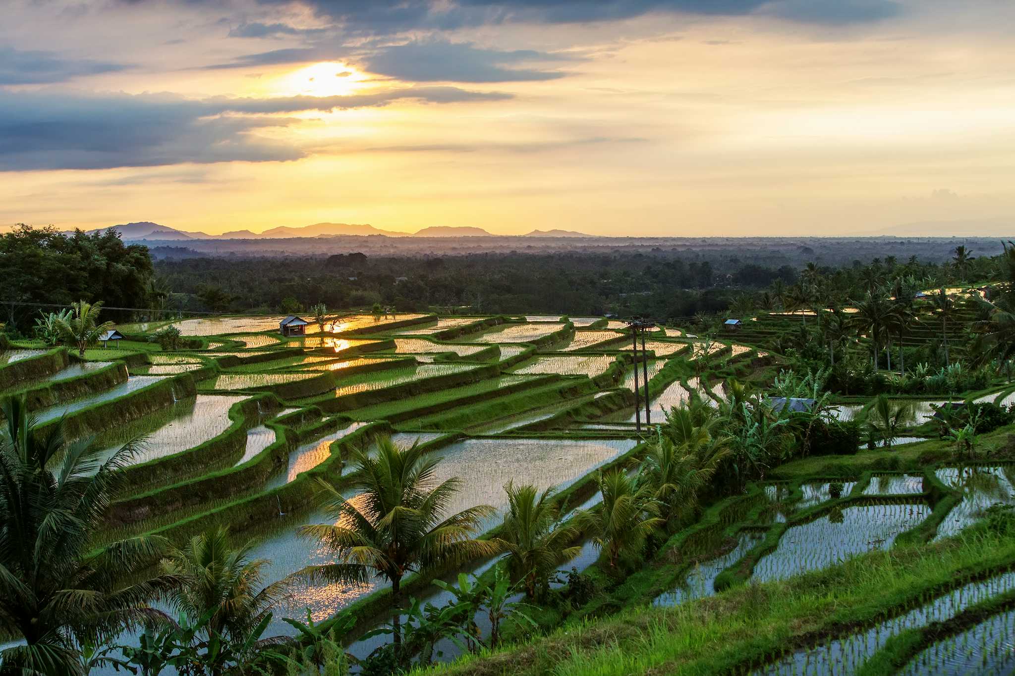 Jatiluwih Rice Terraces