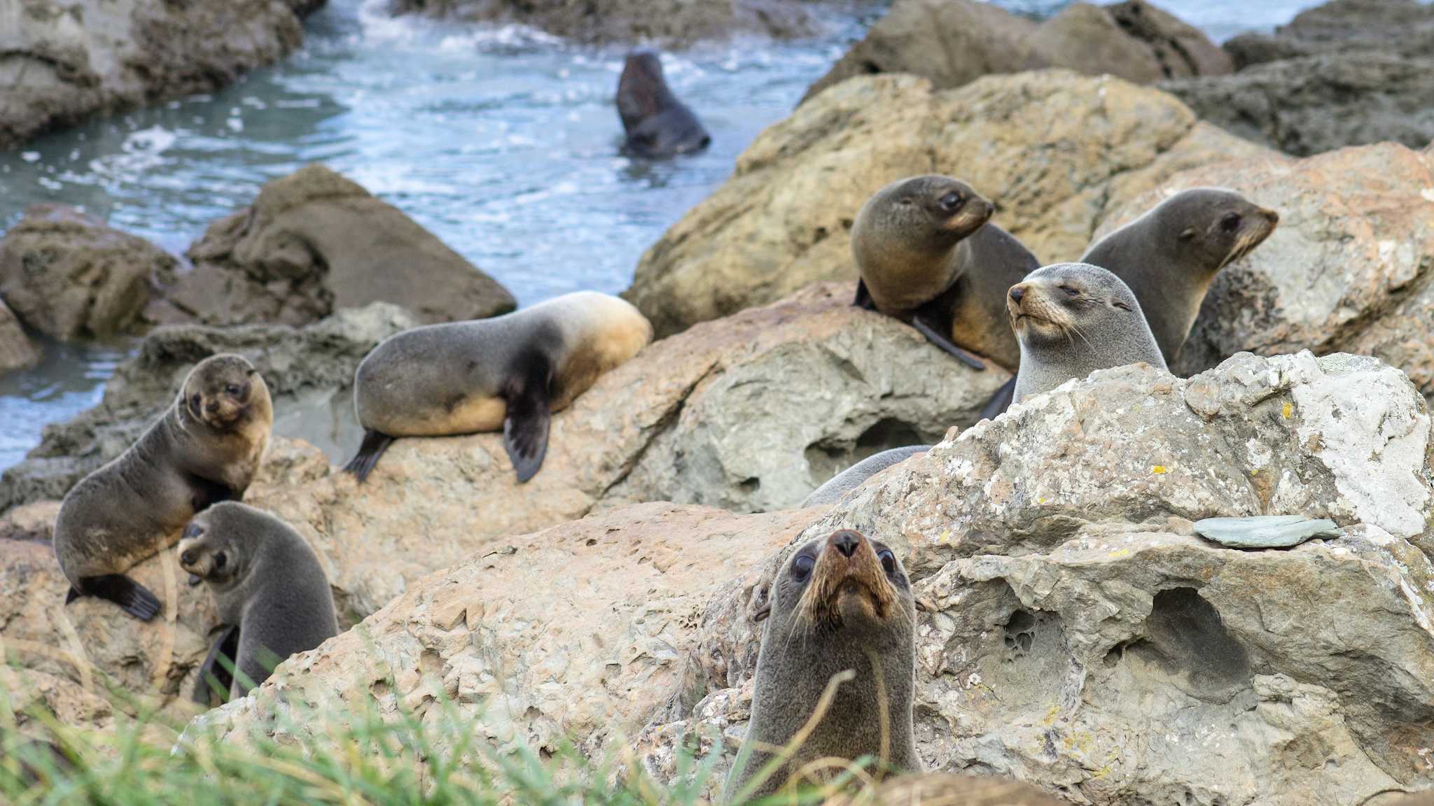 Kaikoura Seal Colony