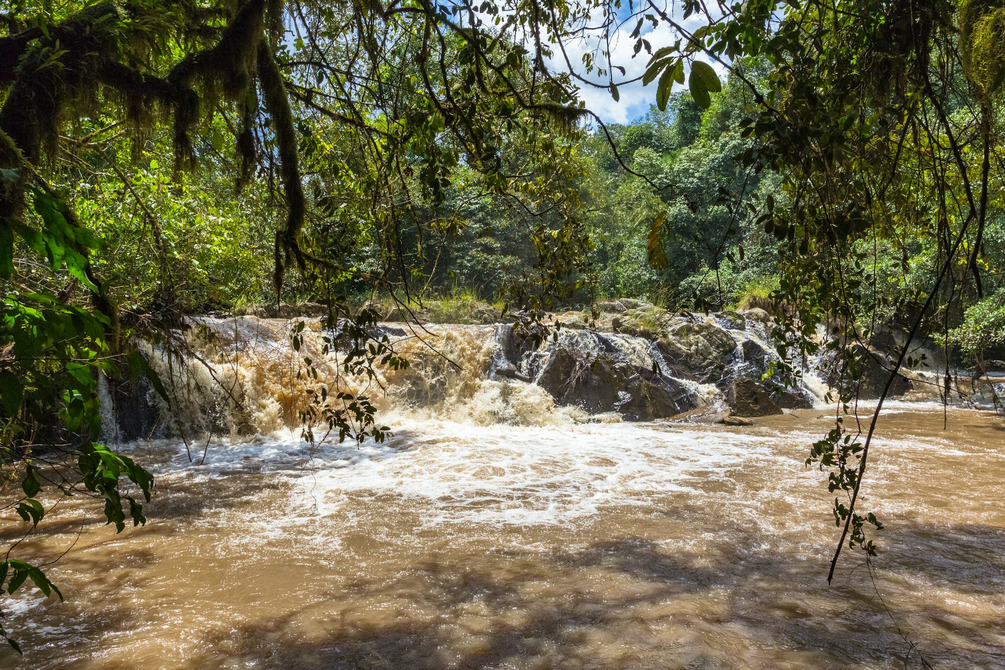 Floresta Kakamega