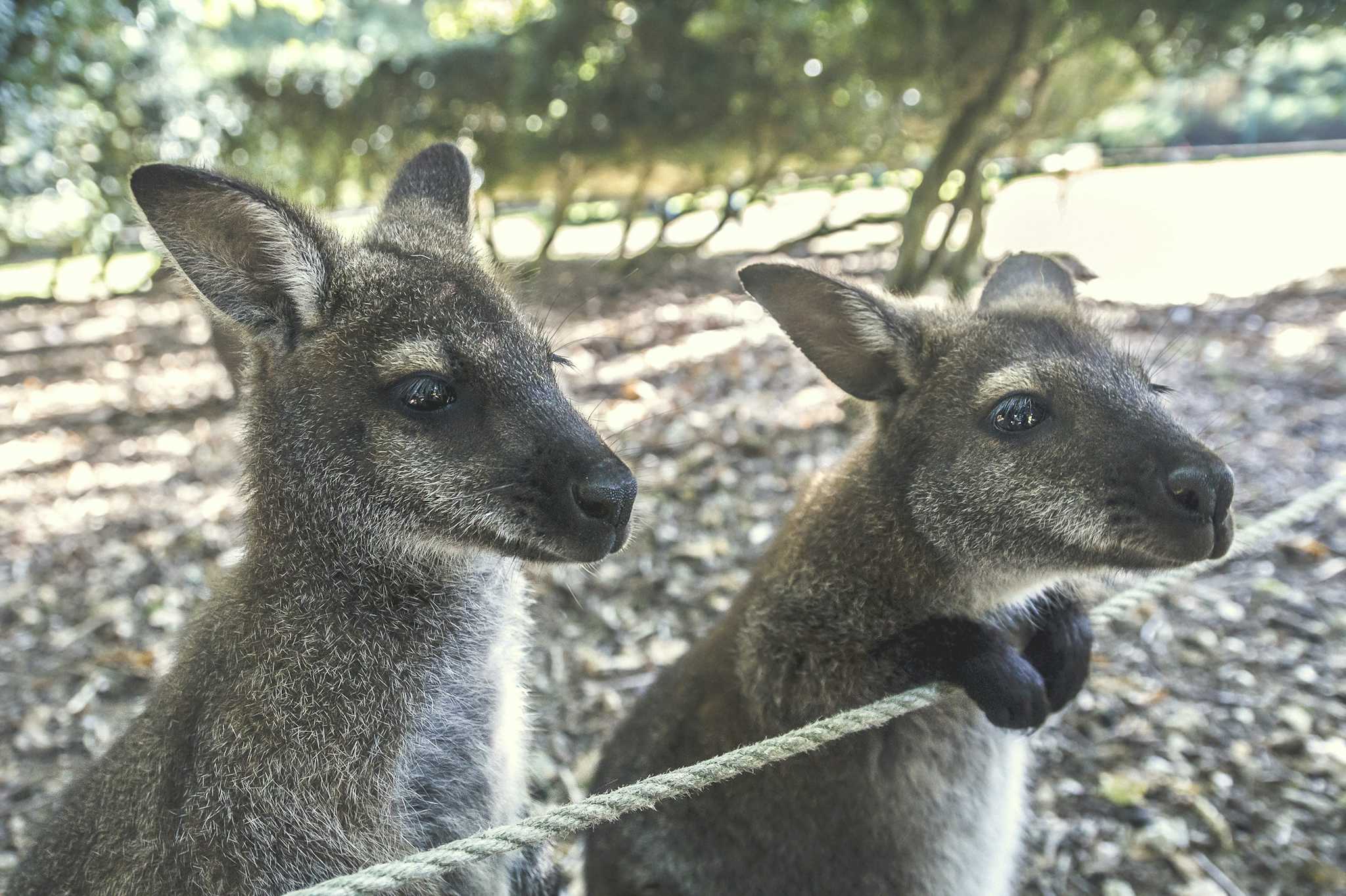 Kangaroo Garden