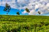 Kericho