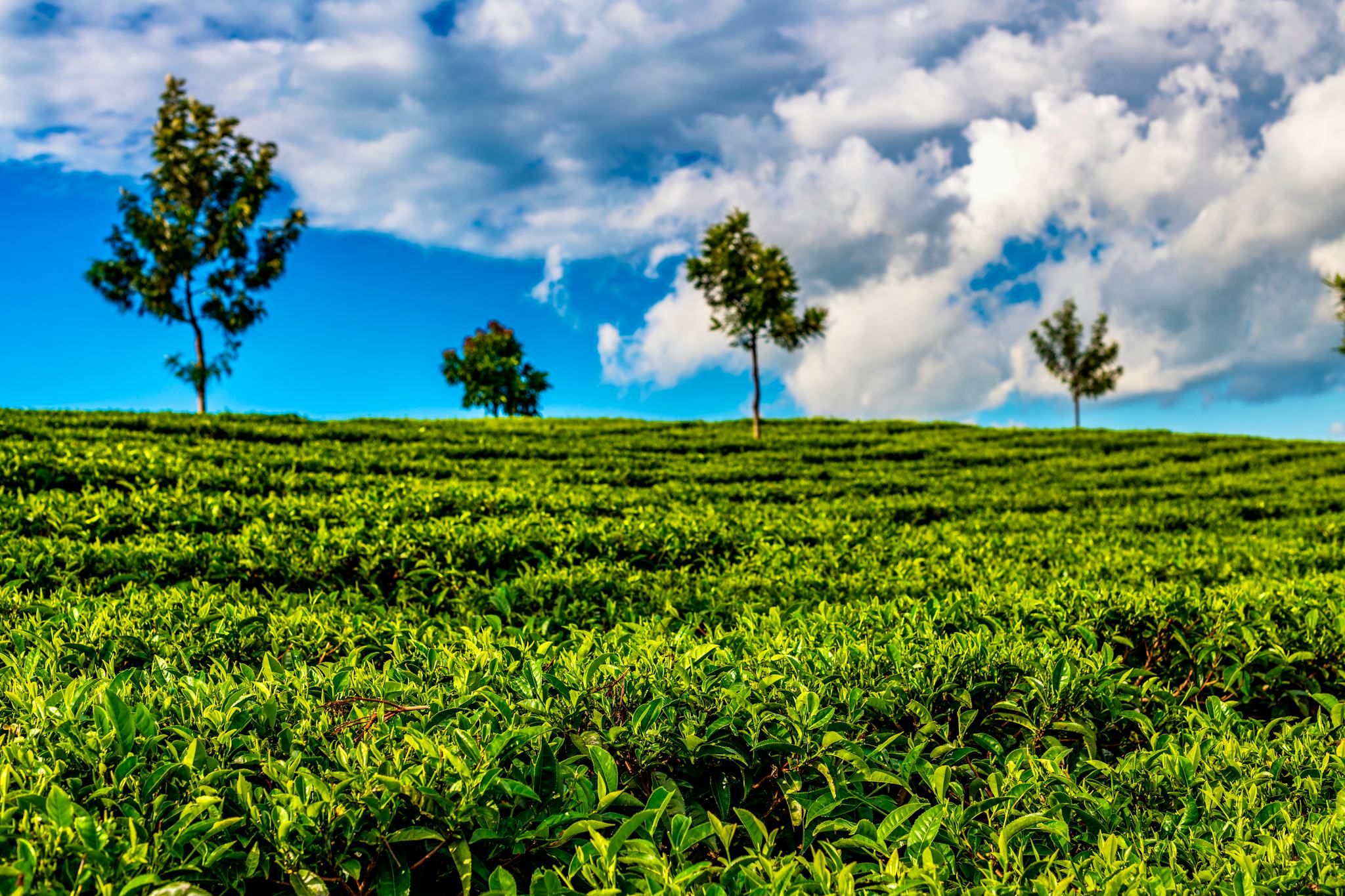 Kericho