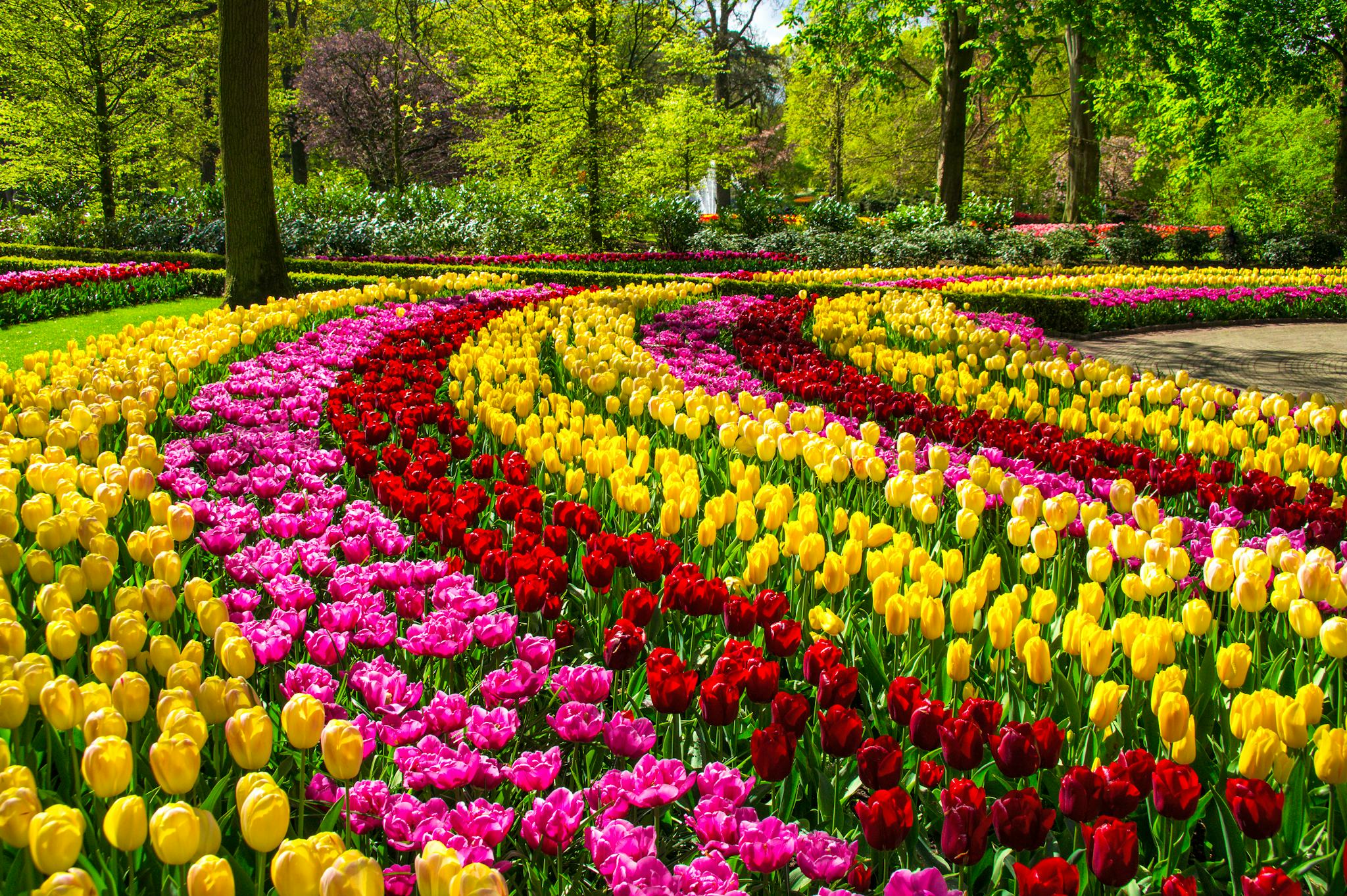 Amsterdam to Haarlem and Keukenhof: Private day trip
