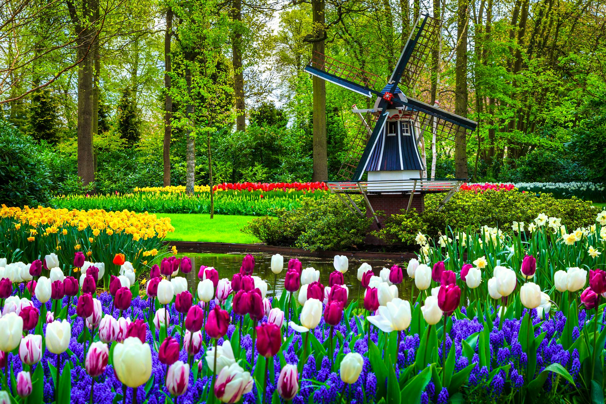 Amsterdam to Keukenhof: Private day trip