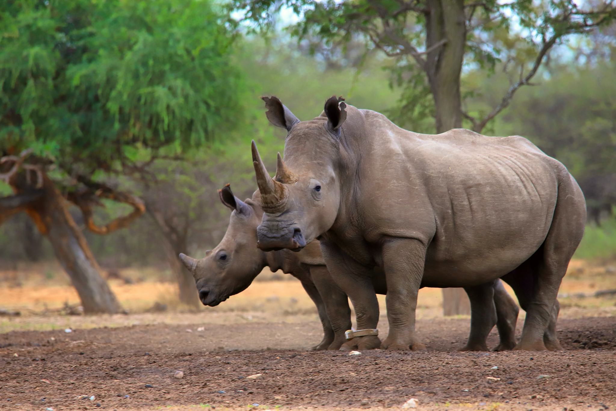 Khama Rhino Sanctuary