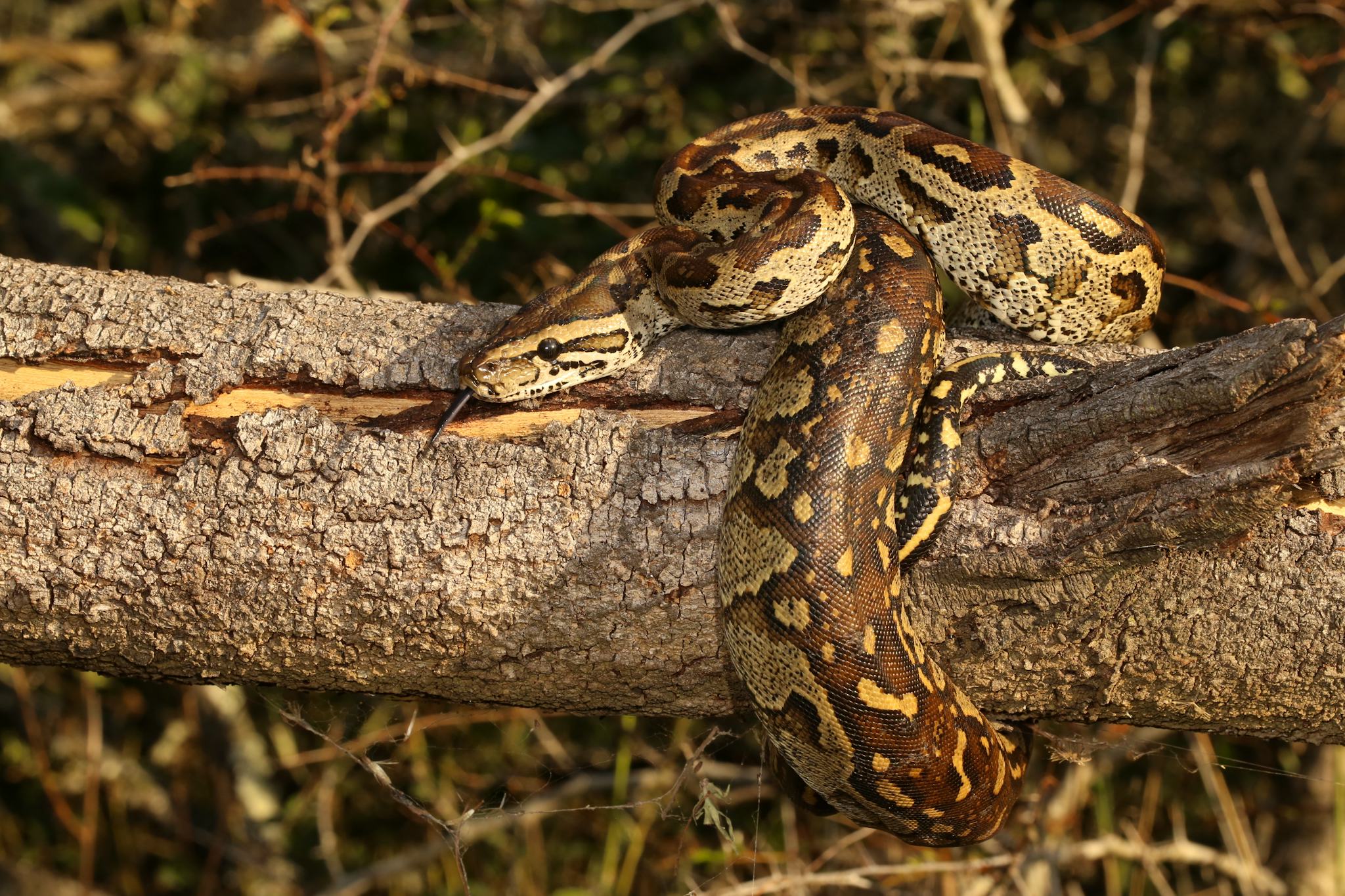 Kinyonga Reptile Centre