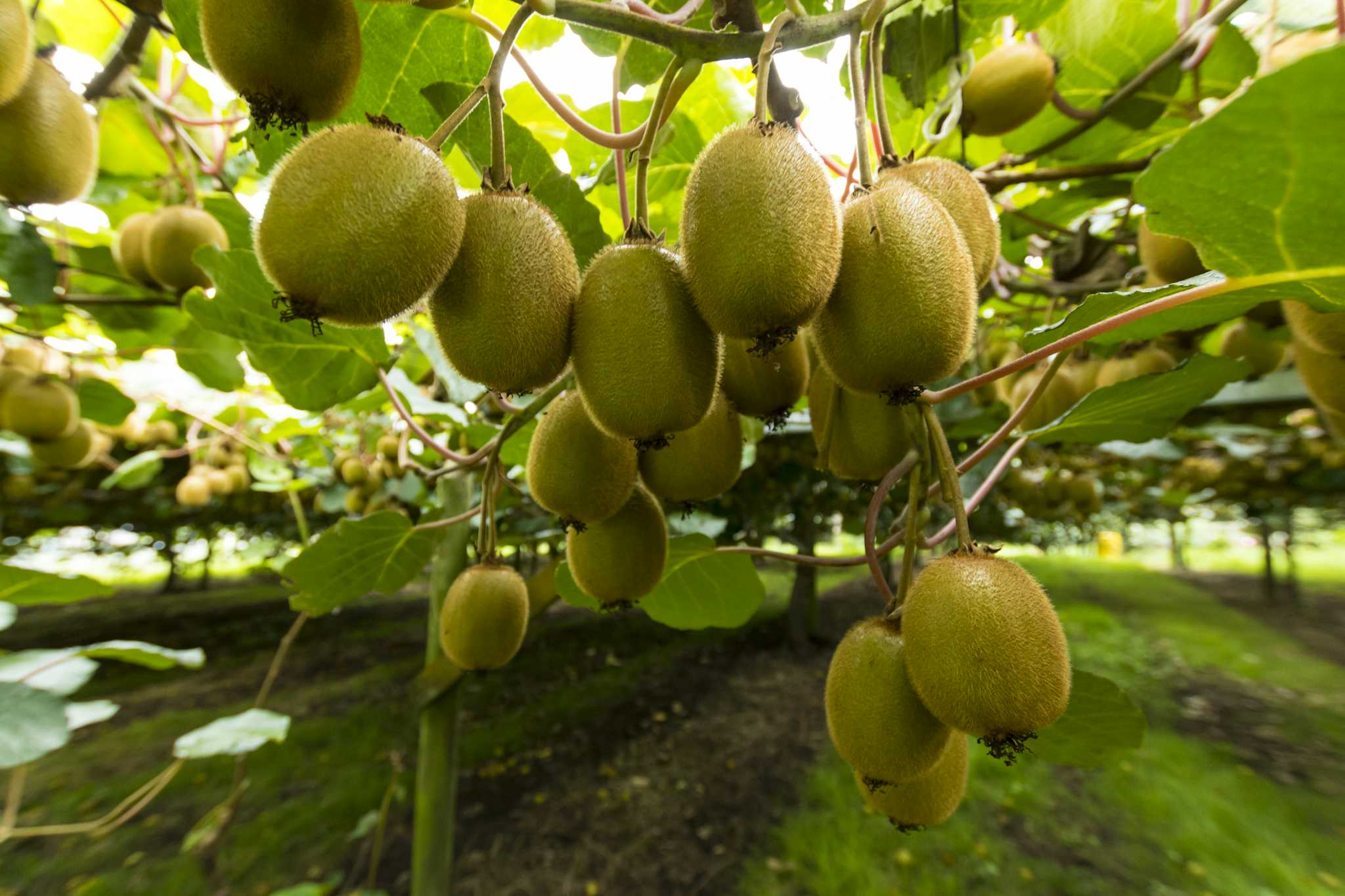 País del Kiwifruit