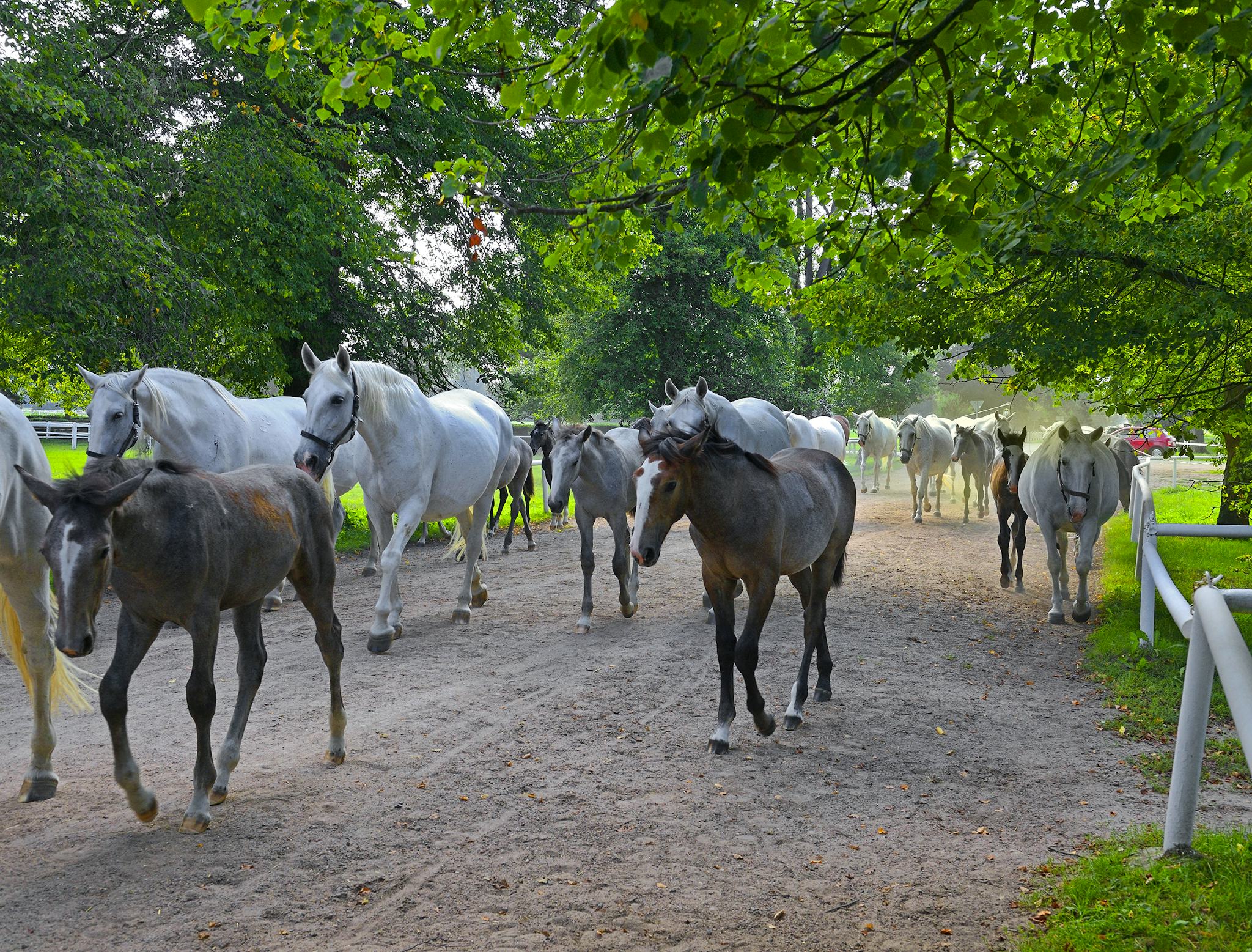 Granja de Estudio Kladruby