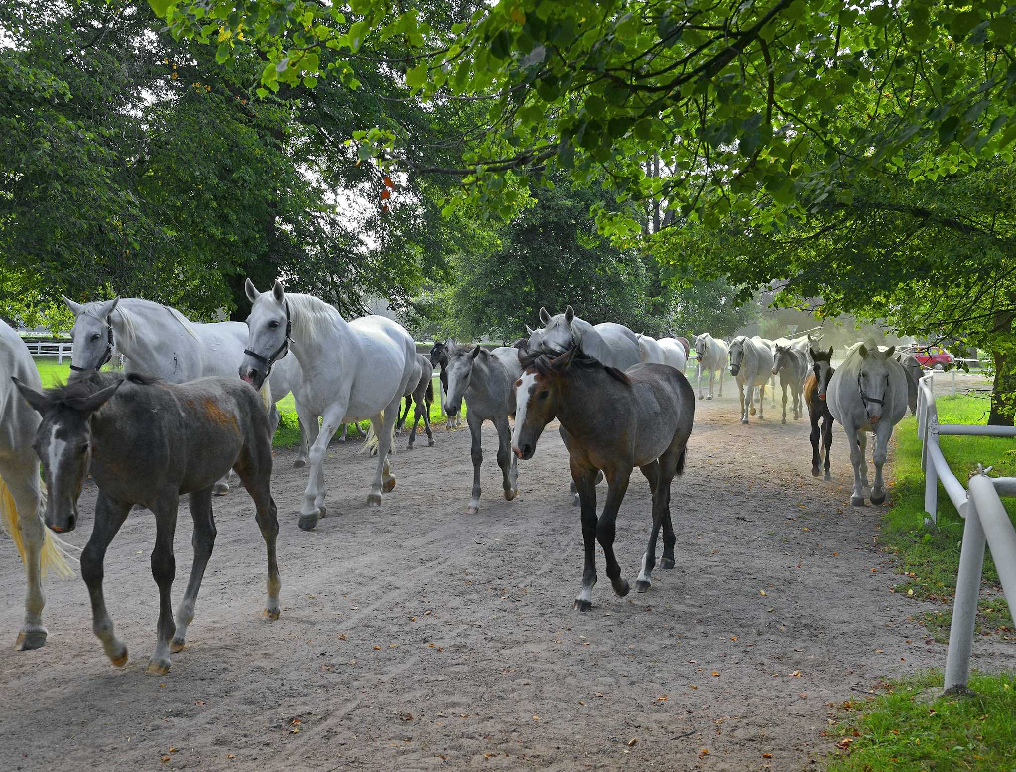 Kladruby Stud Farm