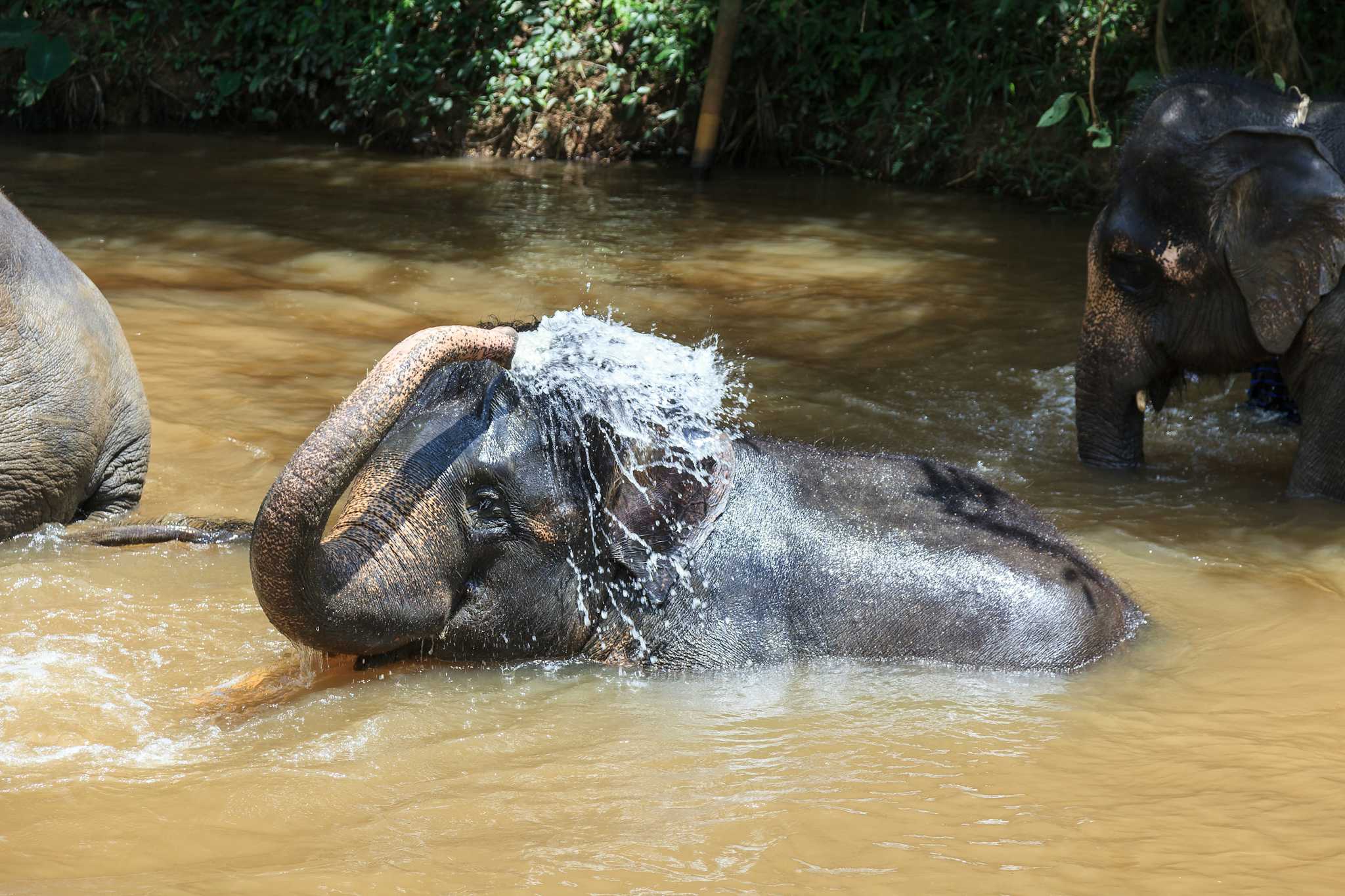 Kuala Gandah Elephant Sanctuary