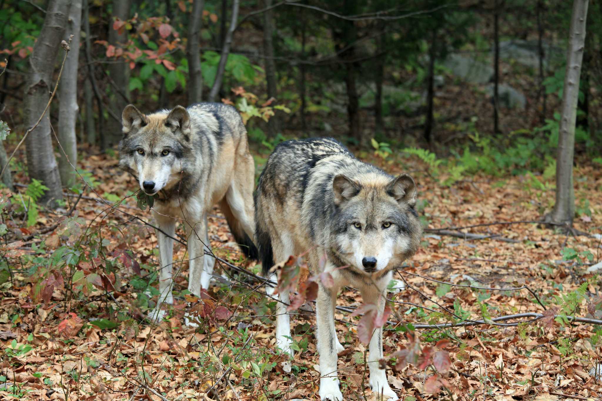 Lakota Wolf Preserve