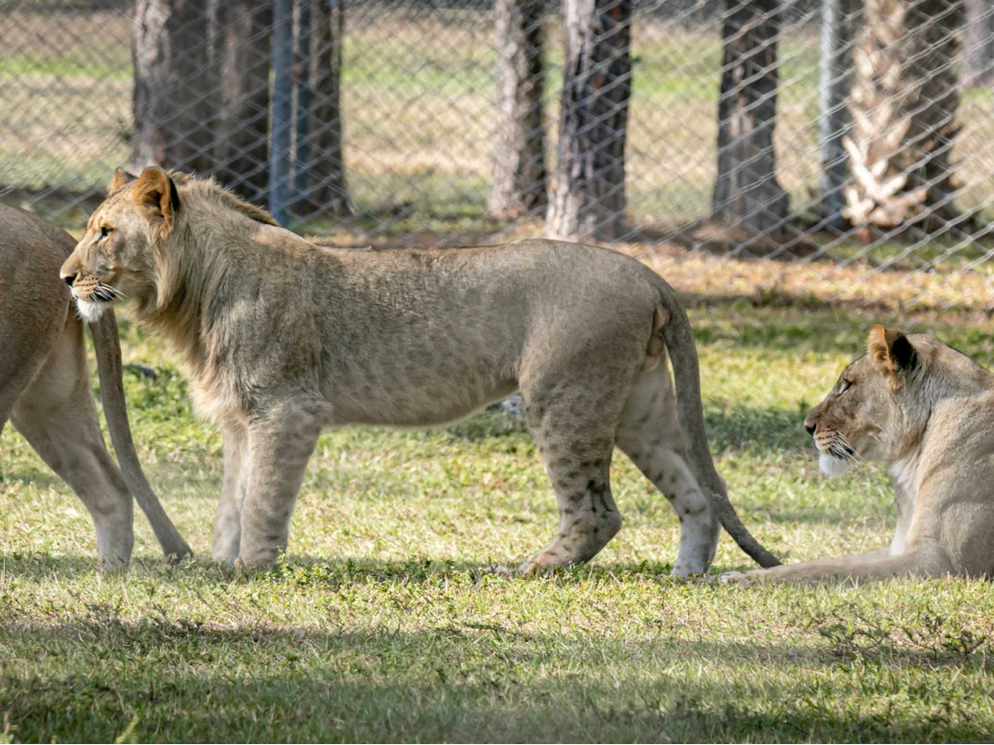 Lion Country Safari