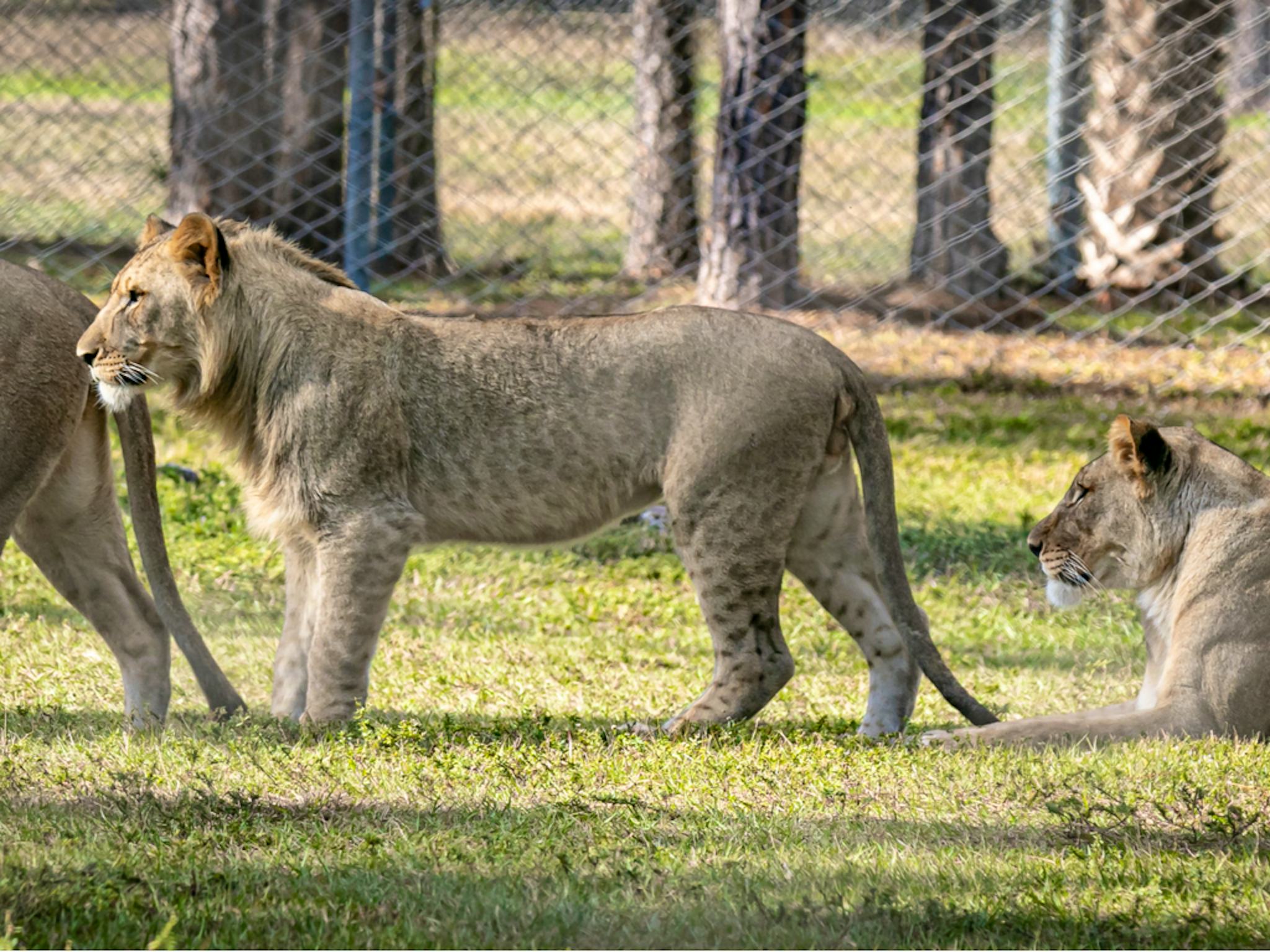 Lion Country Safari