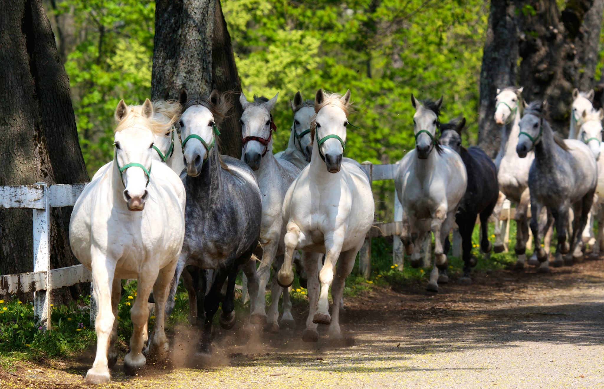 Lipica Stud Farm