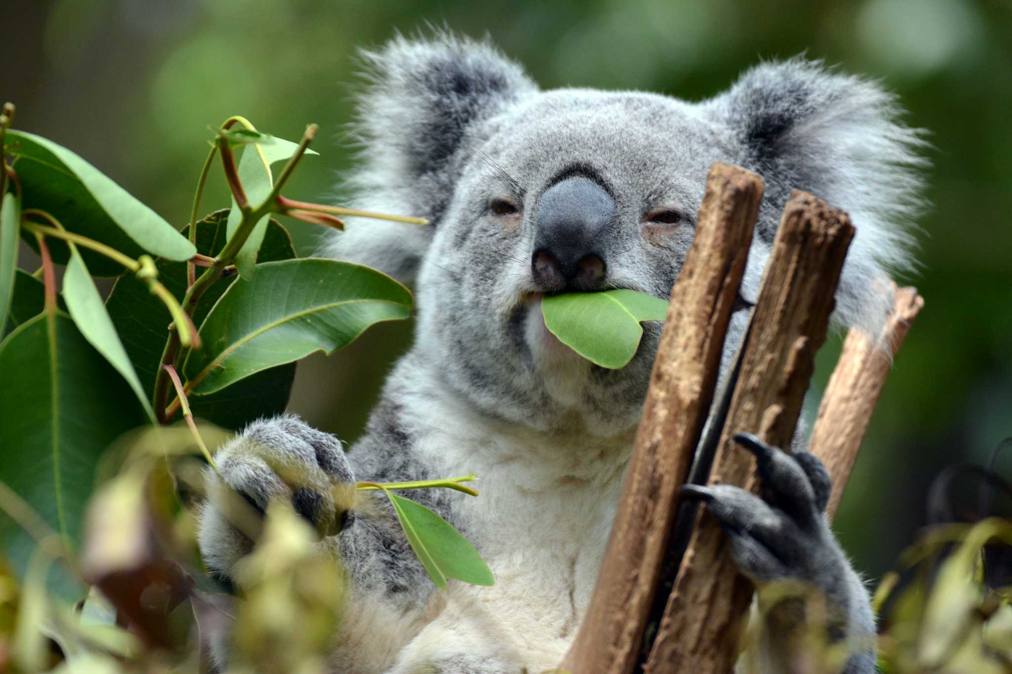 Lone Pine Koala Sanctuary