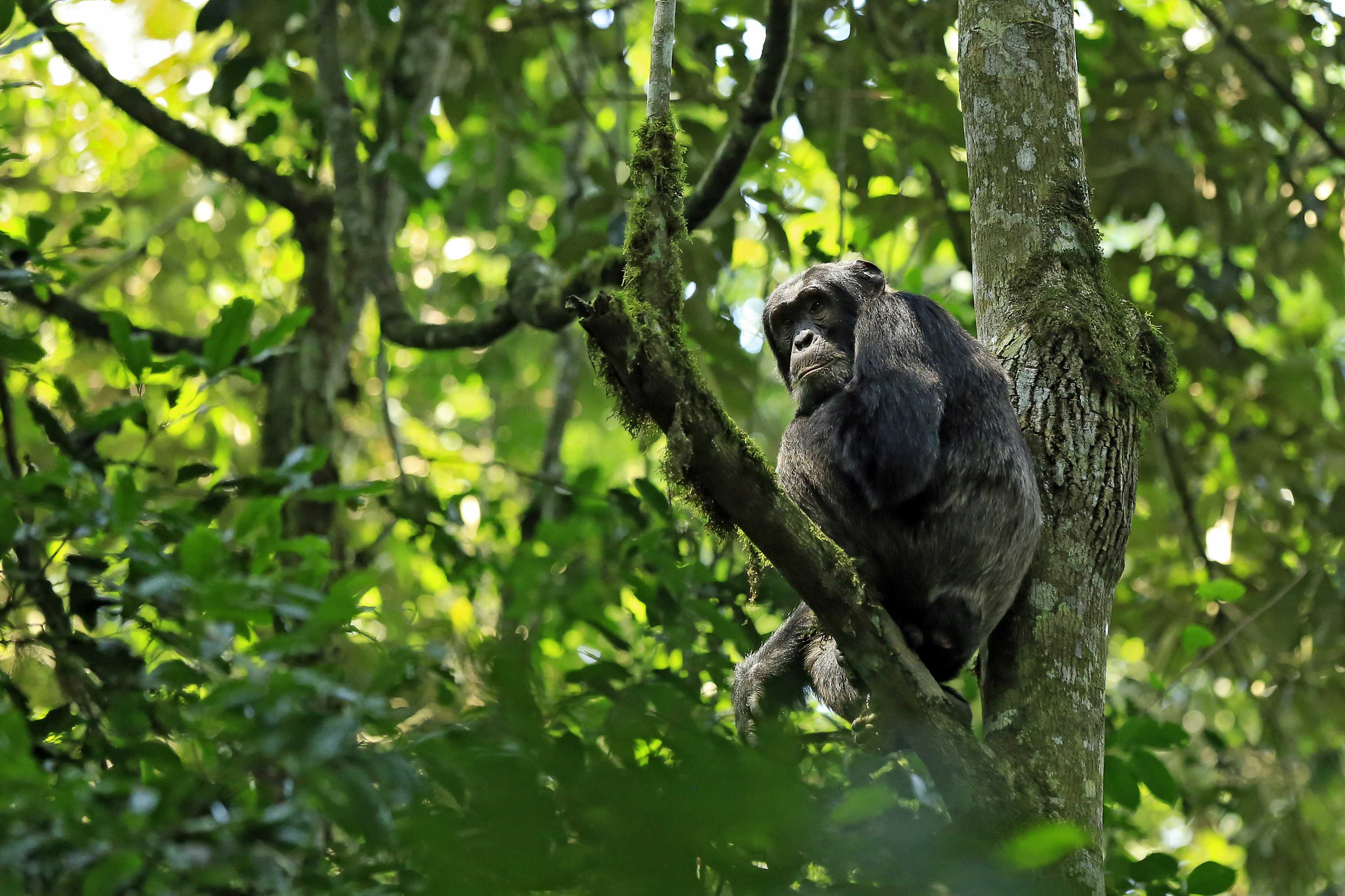 Mabira Forest Reserve