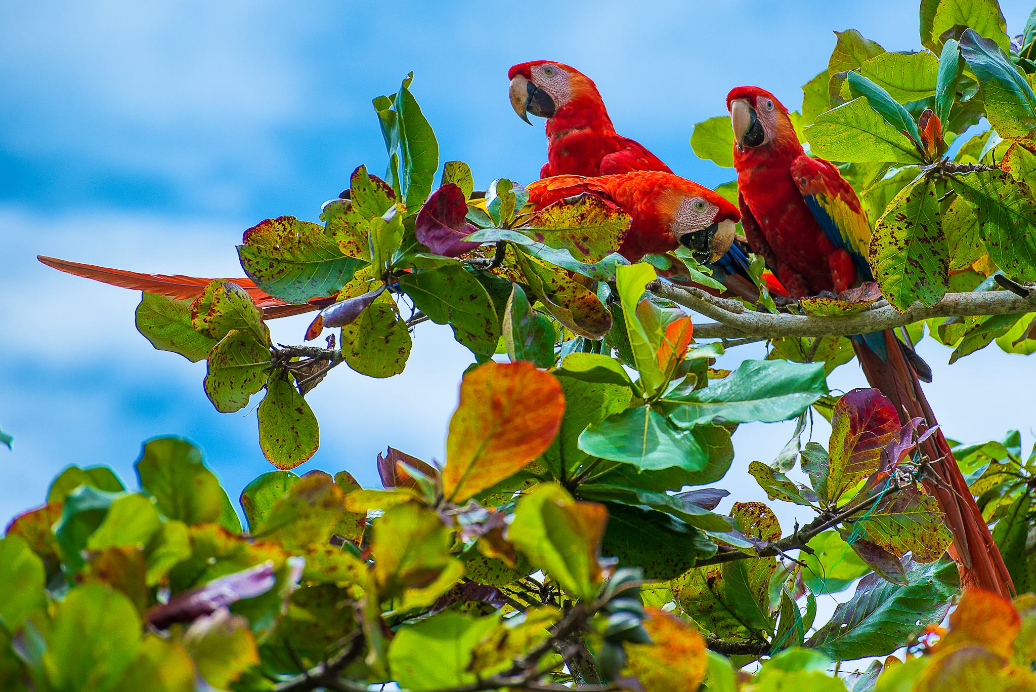 La Fortuna to its Falls and Macaw haven: private day trip