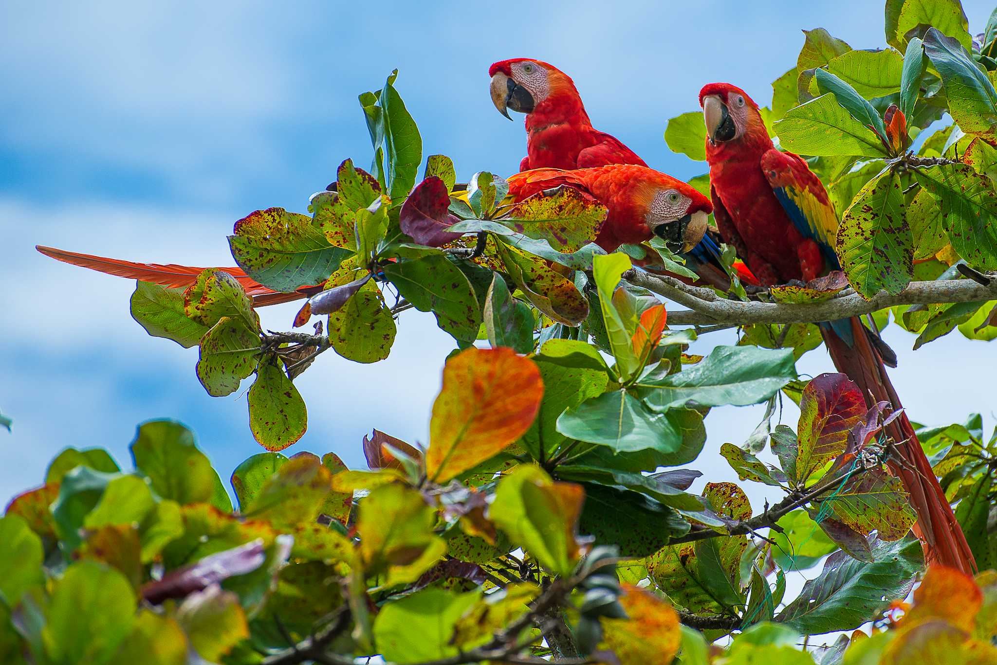 Macaw Sanctuary Natuwa