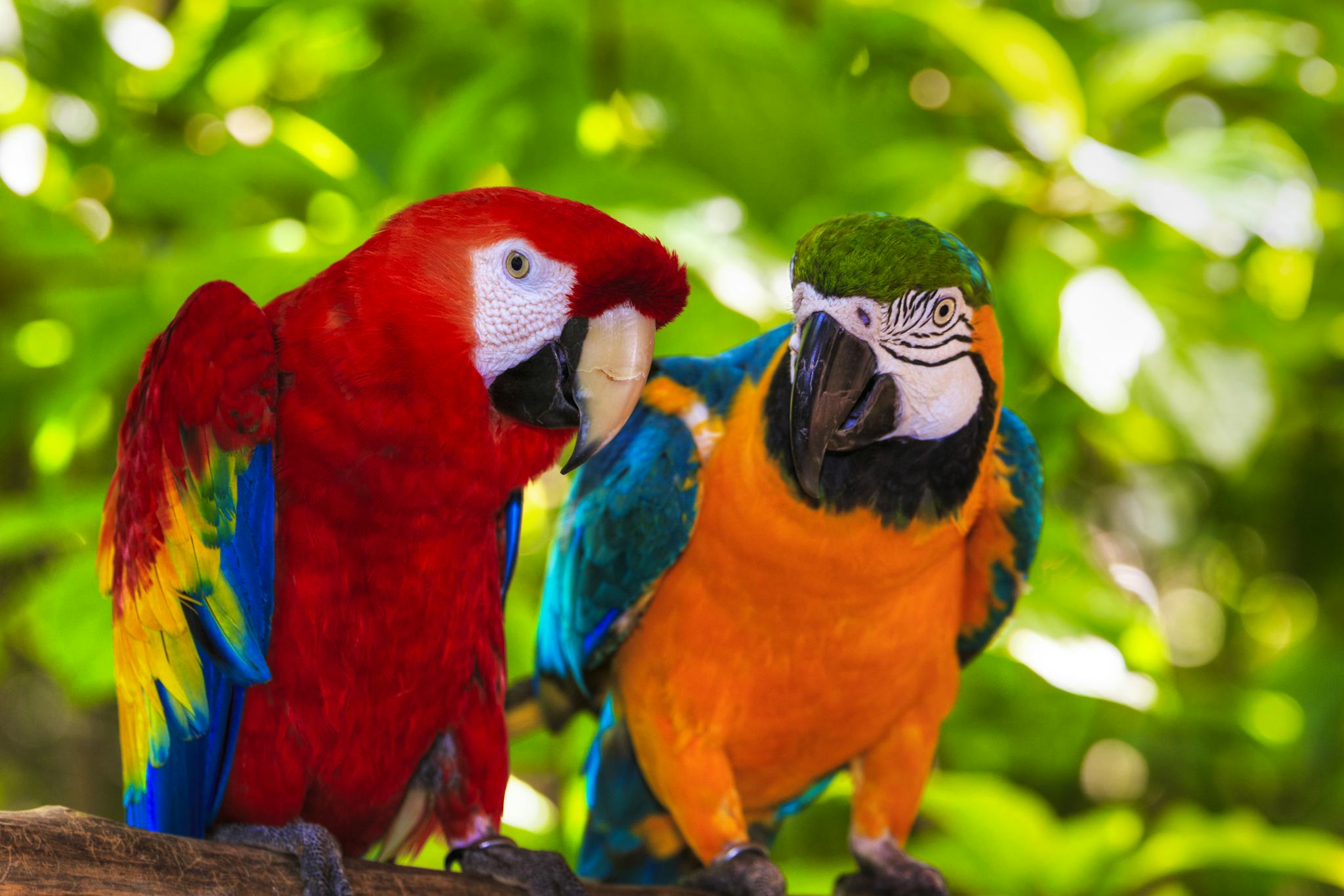 Macaw Sanctuary Natuwa